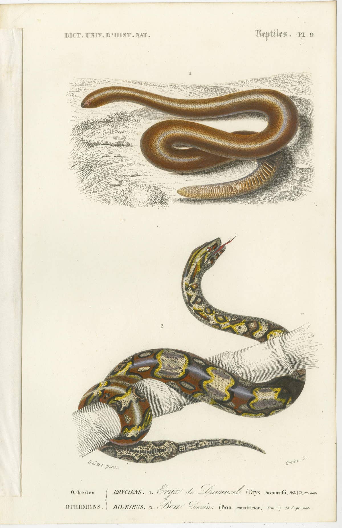 Set of 7 Antique Prints of an Egyptian Cobra and other Snakes and Reptiles