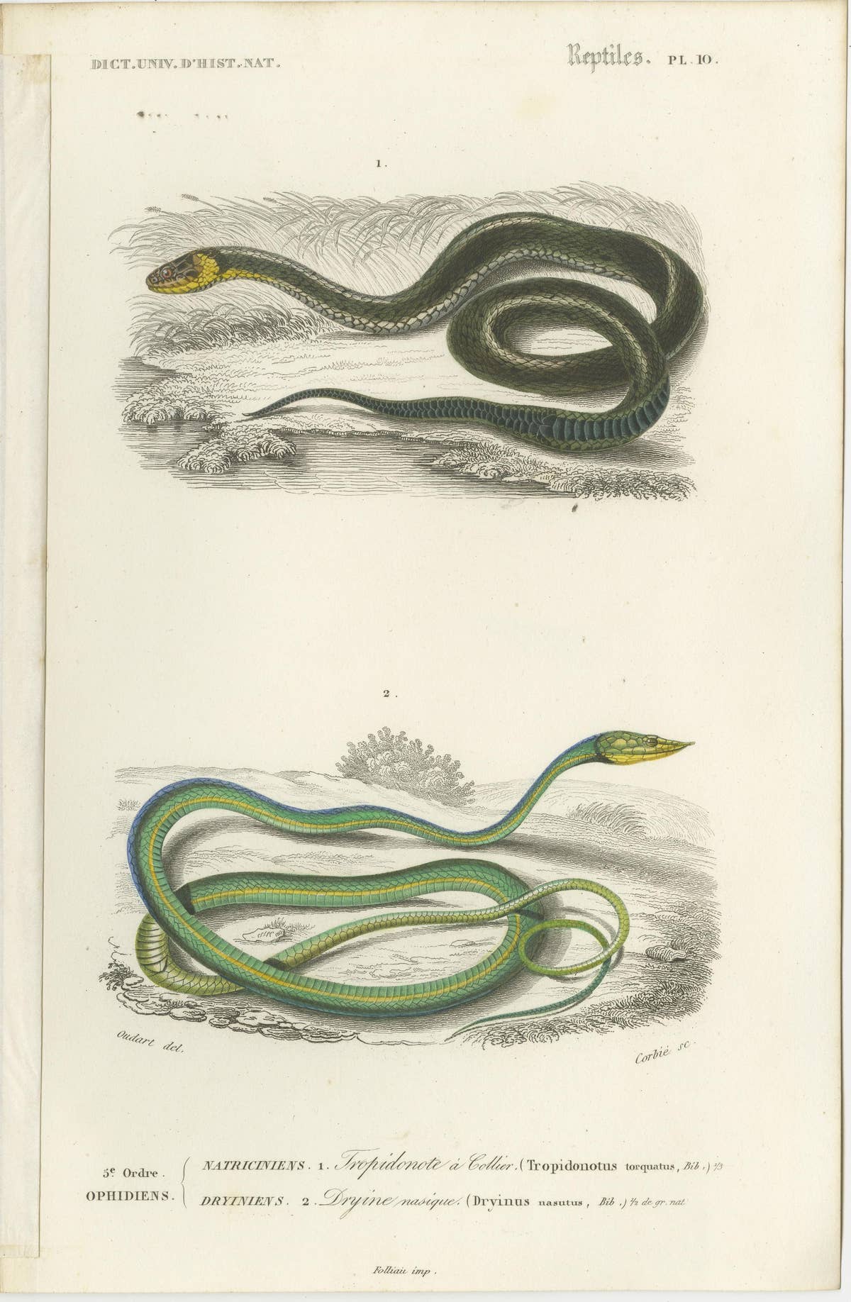 Set of 7 Antique Prints of an Egyptian Cobra and other Snakes and Reptiles