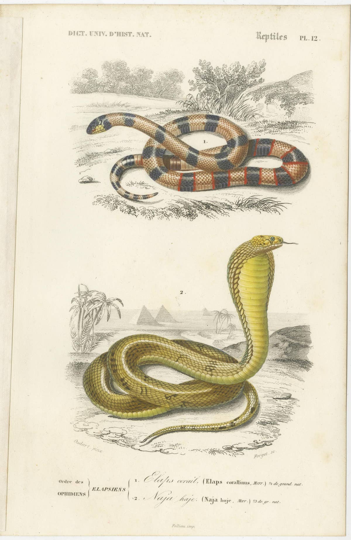Set of 7 Antique Prints of an Egyptian Cobra and other Snakes and Reptiles