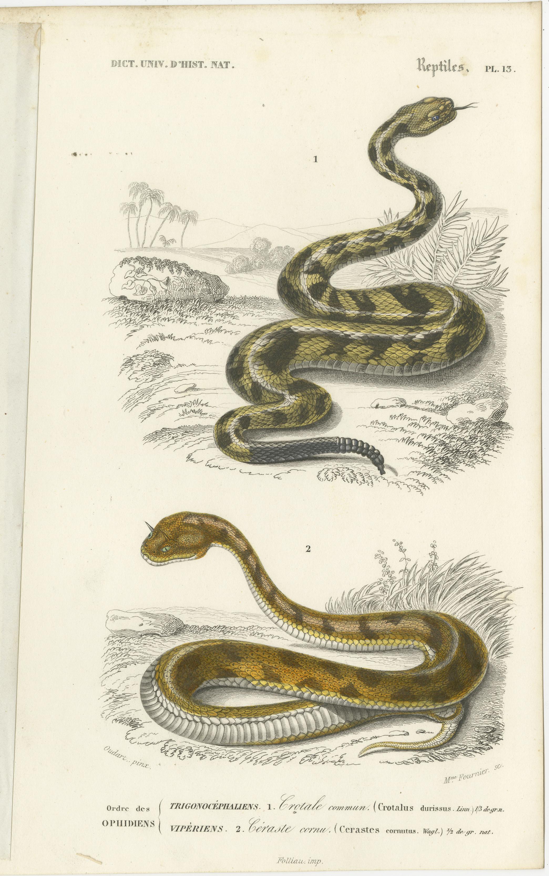 Set of 7 Antique Prints of an Egyptian Cobra and other Snakes and Reptiles For Sale 3