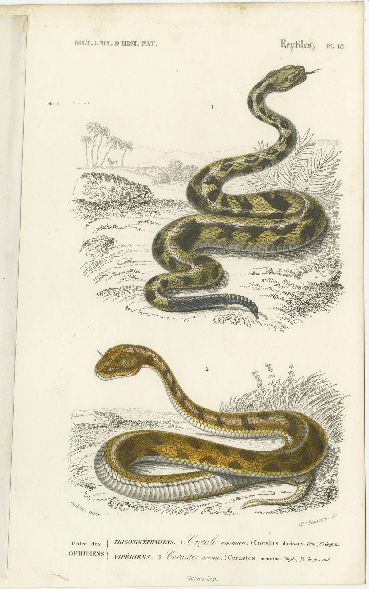 Set of 7 Antique Prints of an Egyptian Cobra and other Snakes and Reptiles