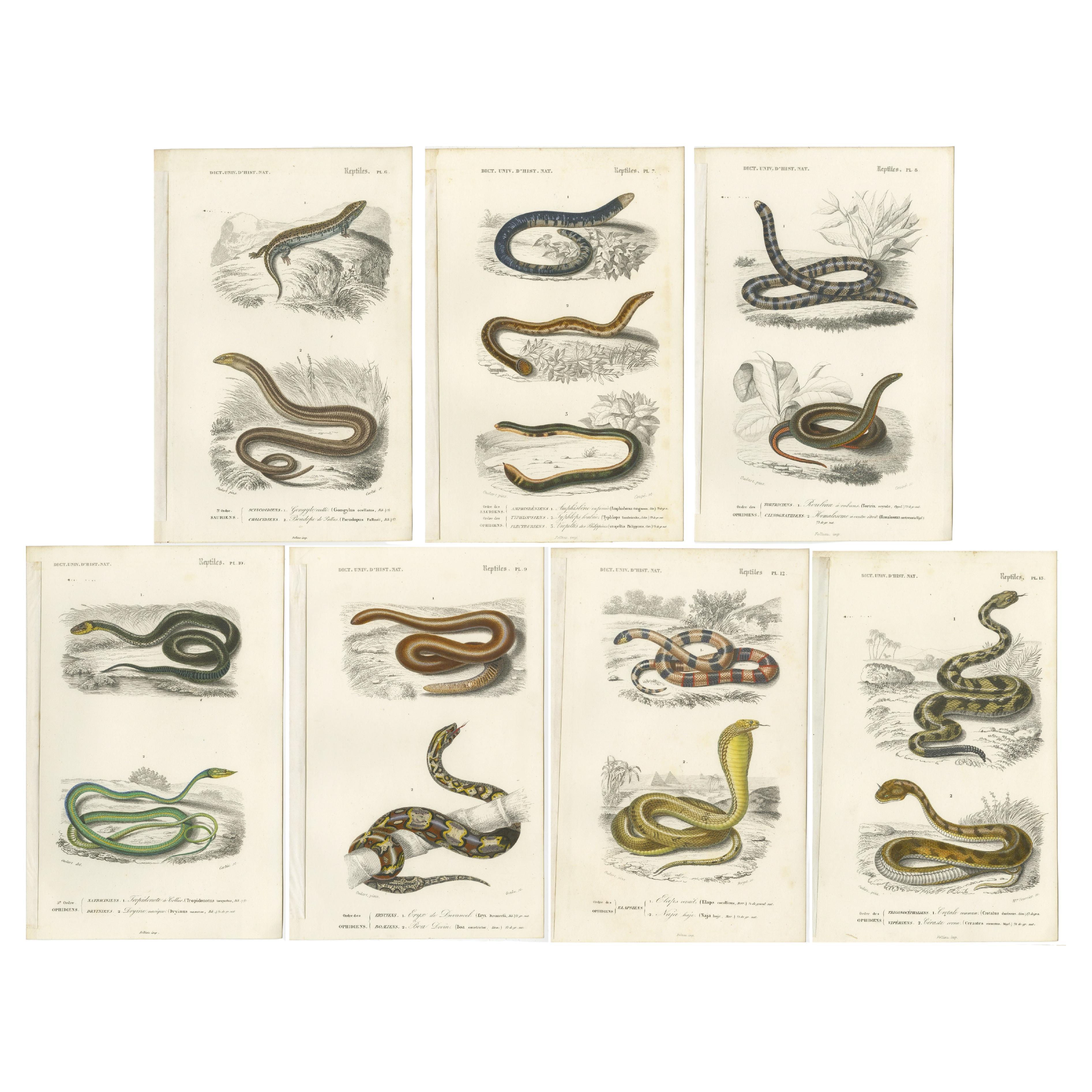 Set of 7 Antique Prints of an Egyptian Cobra and other Snakes and Reptiles