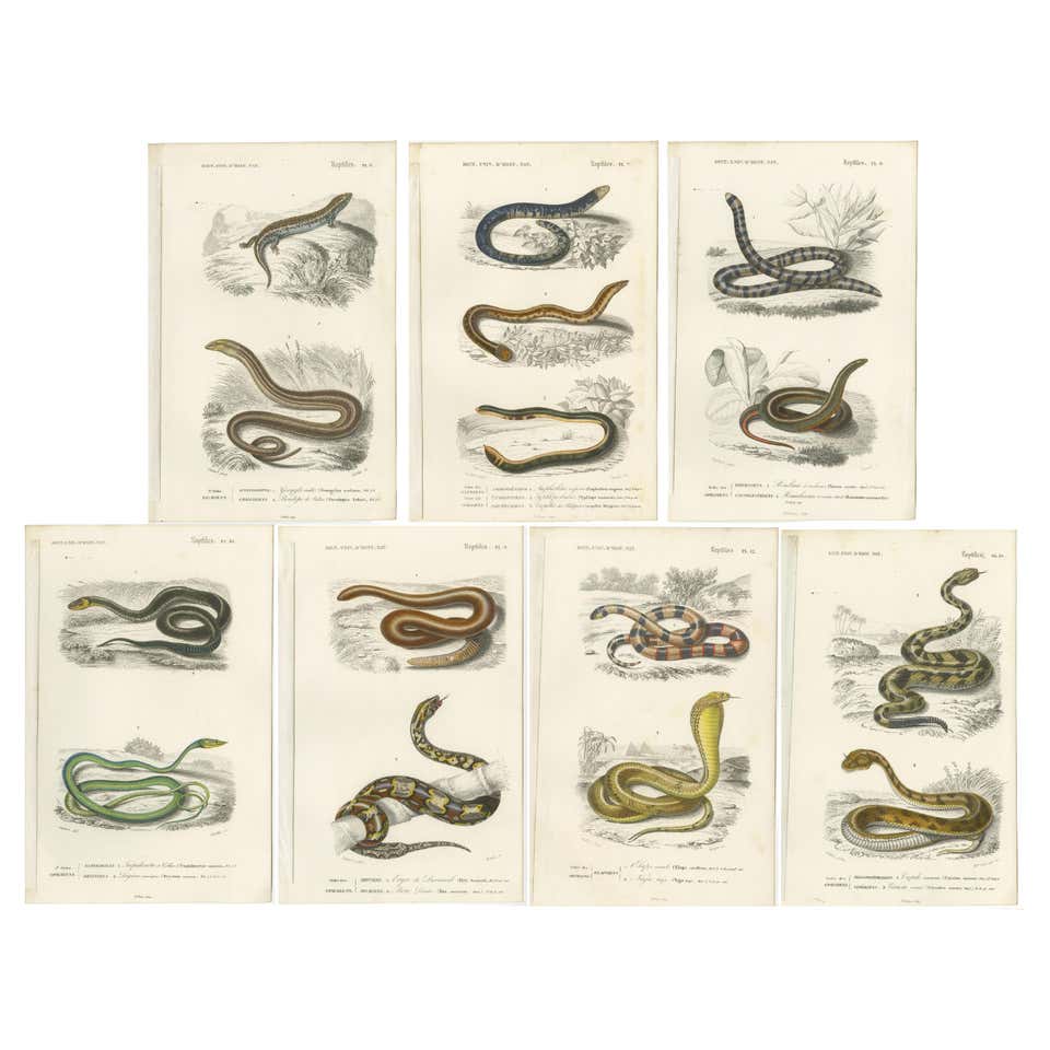 Egyptian Snakes 171 For Sale on 1stDibs