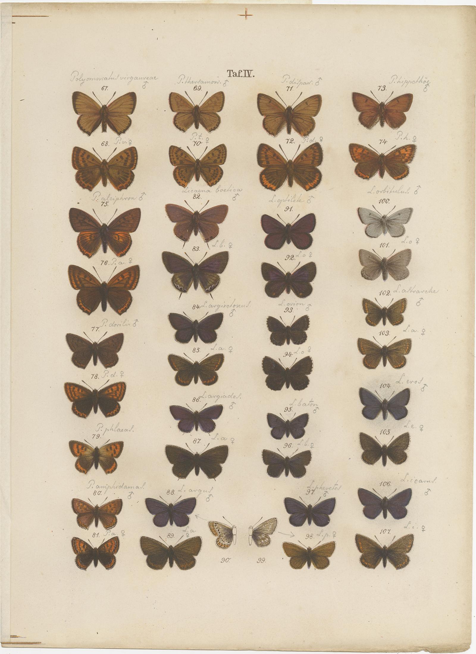 Set of seven antique prints depicting various butterflies and moths. These prints originate from 'Die Schmetterlinge (..)' by Gustav Ramann. Published circa 1870.