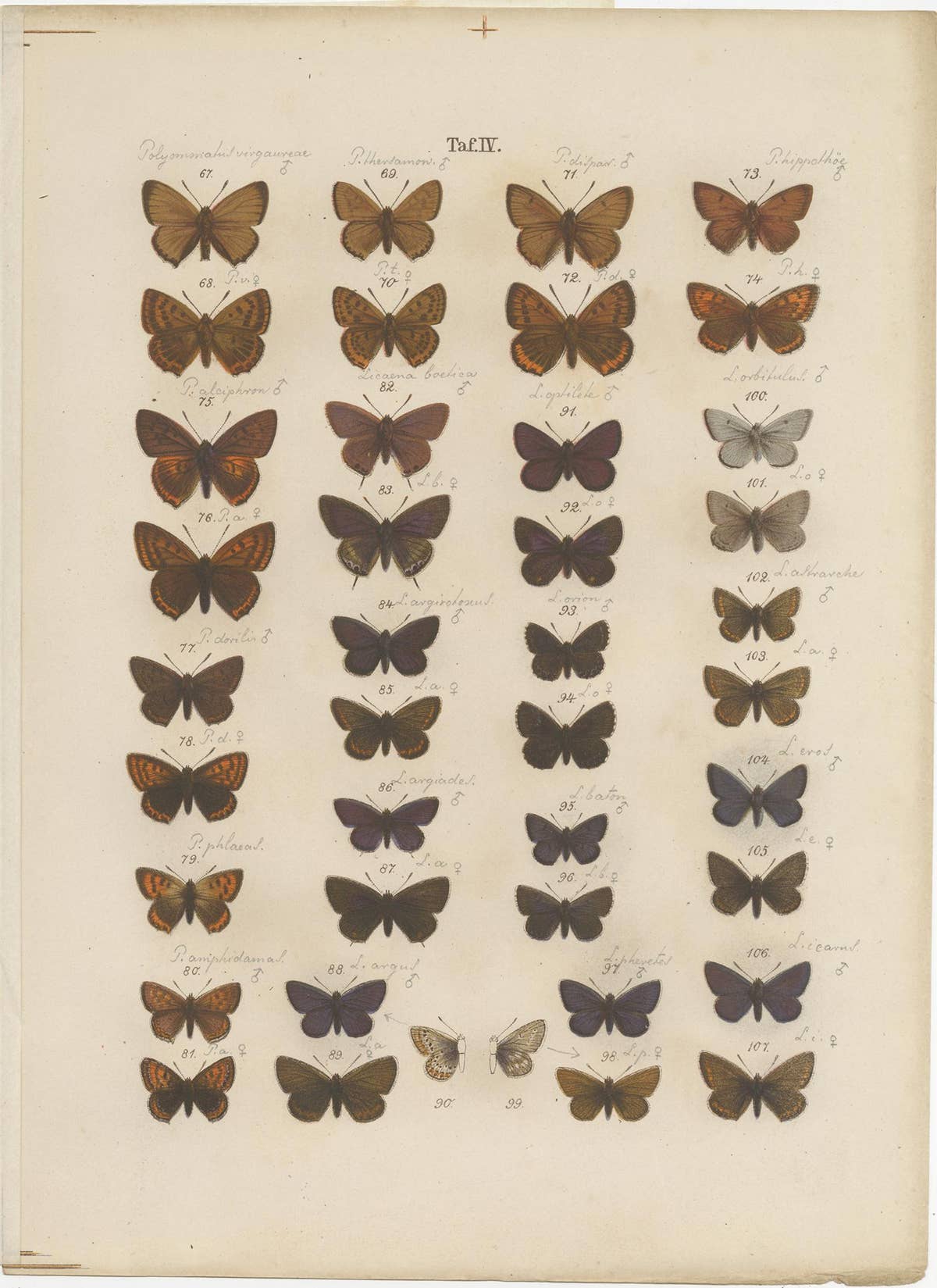 Set of 7 Antique Prints of Various Butterflies and Moths by Ramann 'circa 1870'