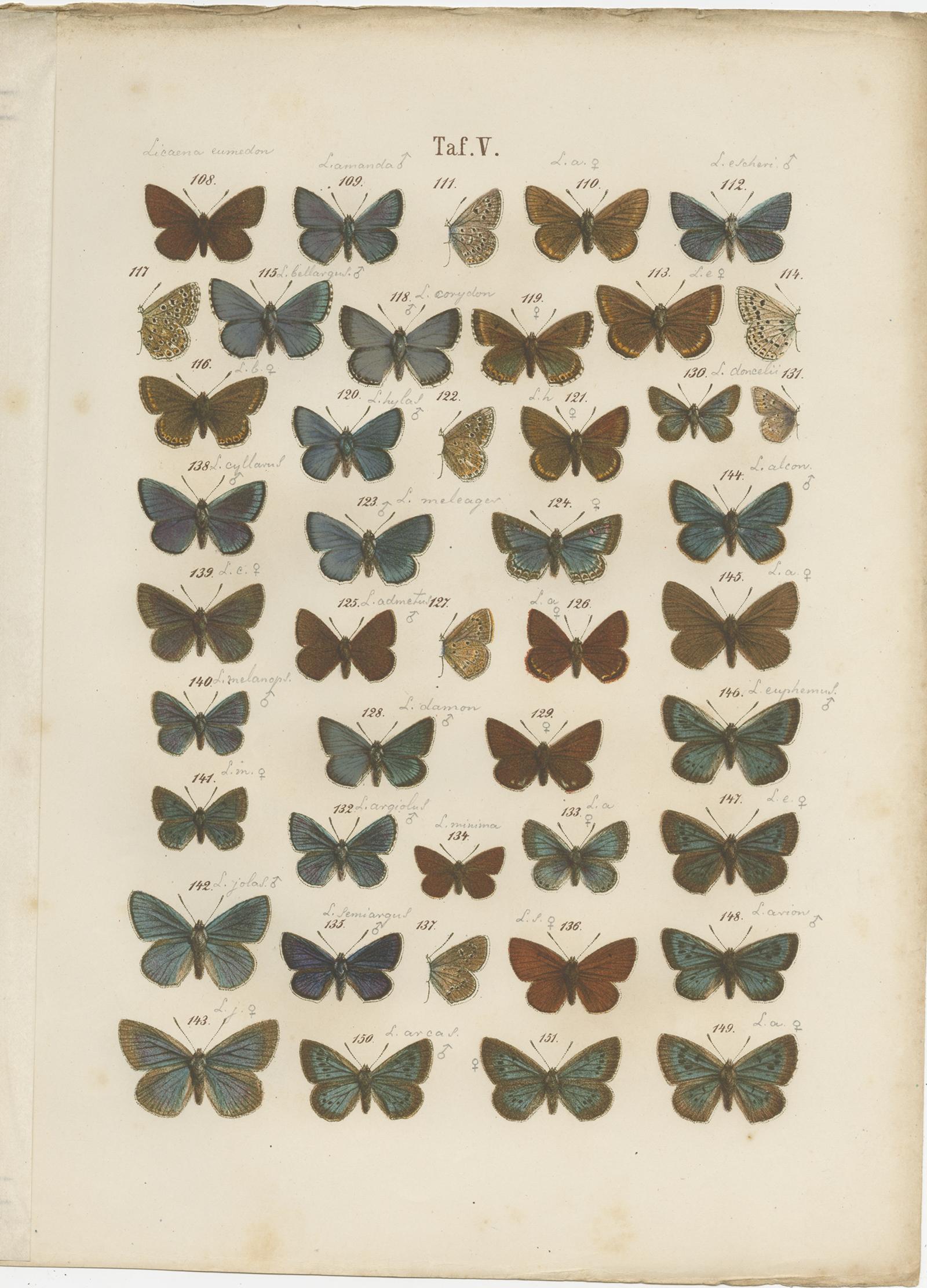 Set of 7 Antique Prints of Various Butterflies and Moths by Ramann 'circa 1870' In Fair Condition For Sale In Langweer, NL