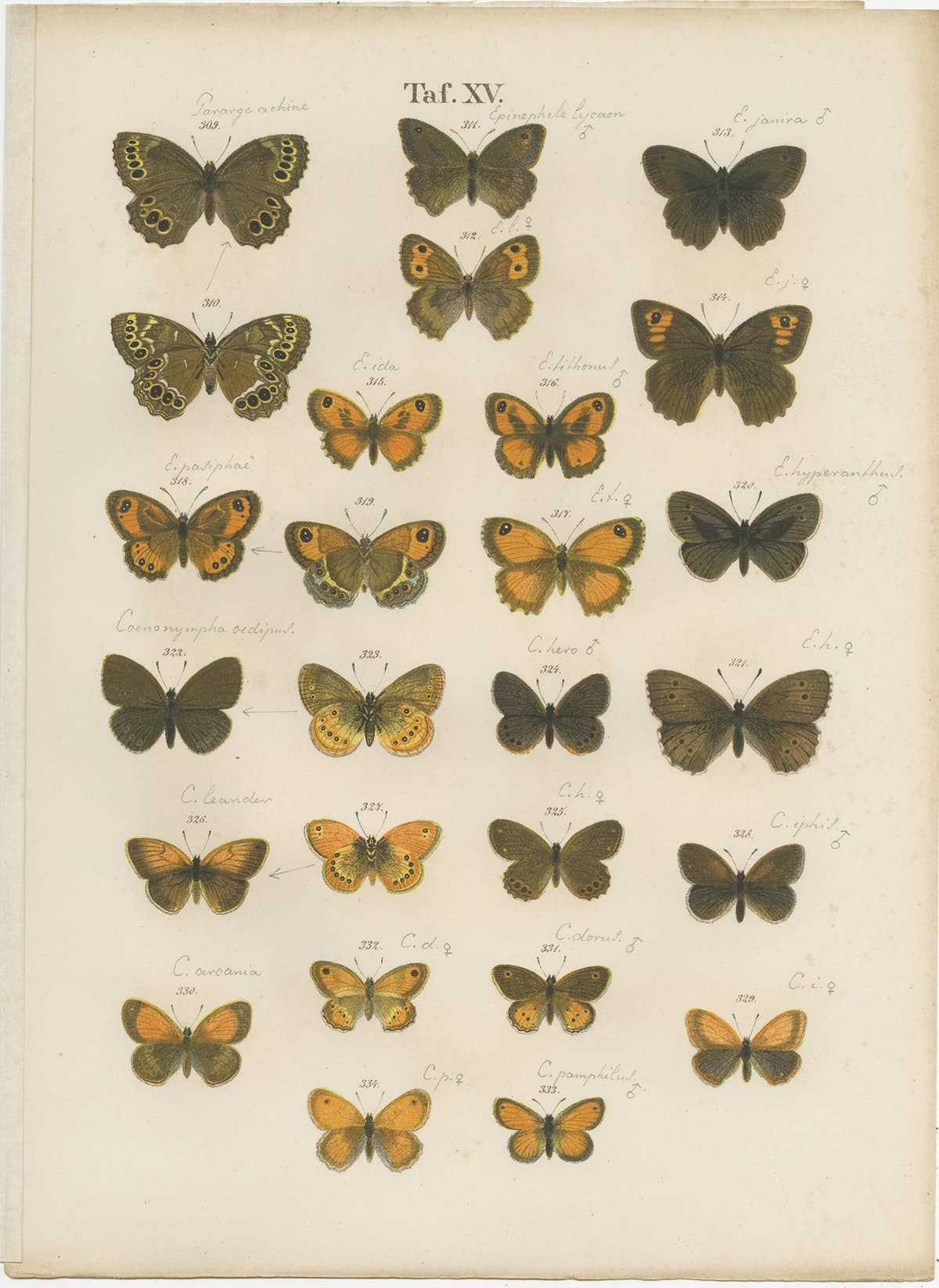 Set of 7 Antique Prints of Various Butterflies and Moths by Ramann 'circa 1870'