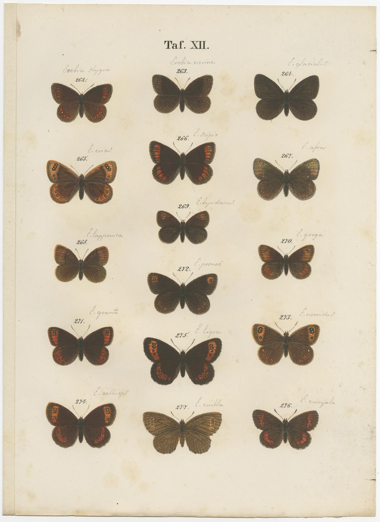 Paper Set of 7 Antique Prints of Various Butterflies and Moths by Ramann 'circa 1870' For Sale