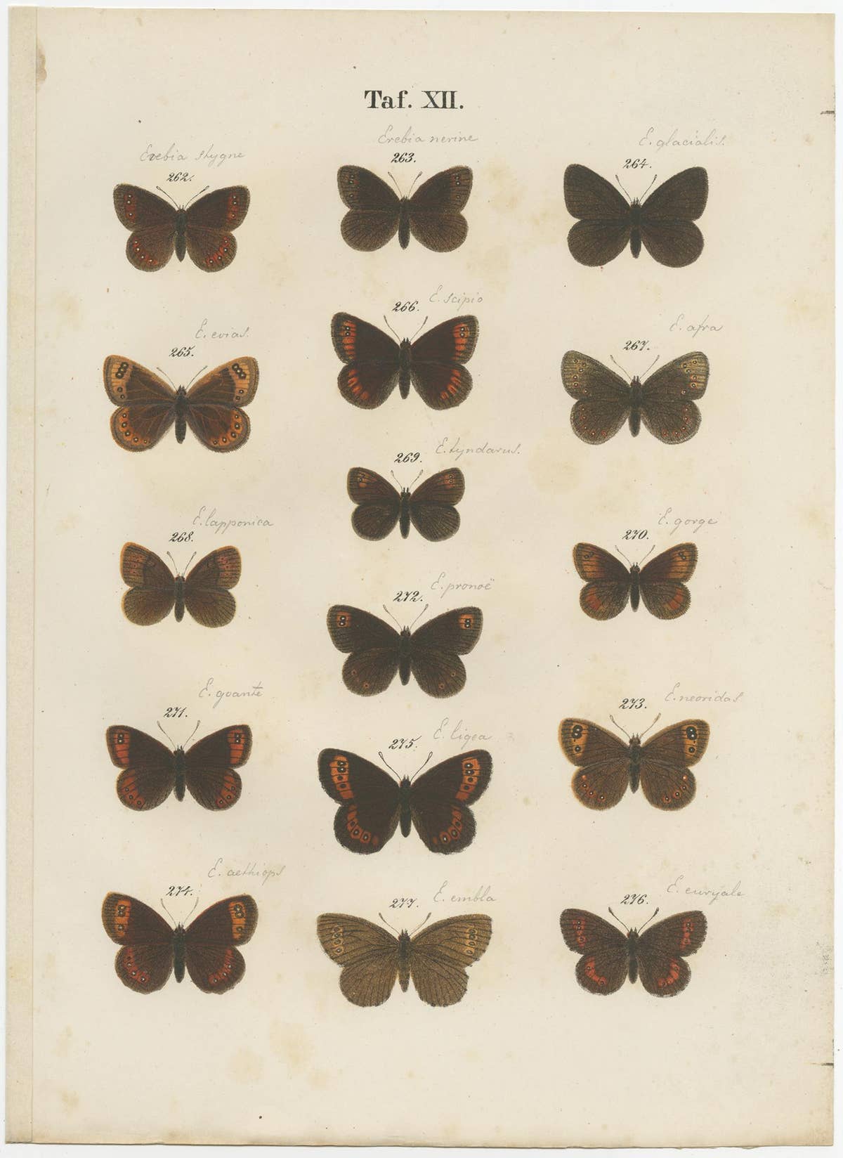 Set of 7 Antique Prints of Various Butterflies and Moths by Ramann 'circa 1870'