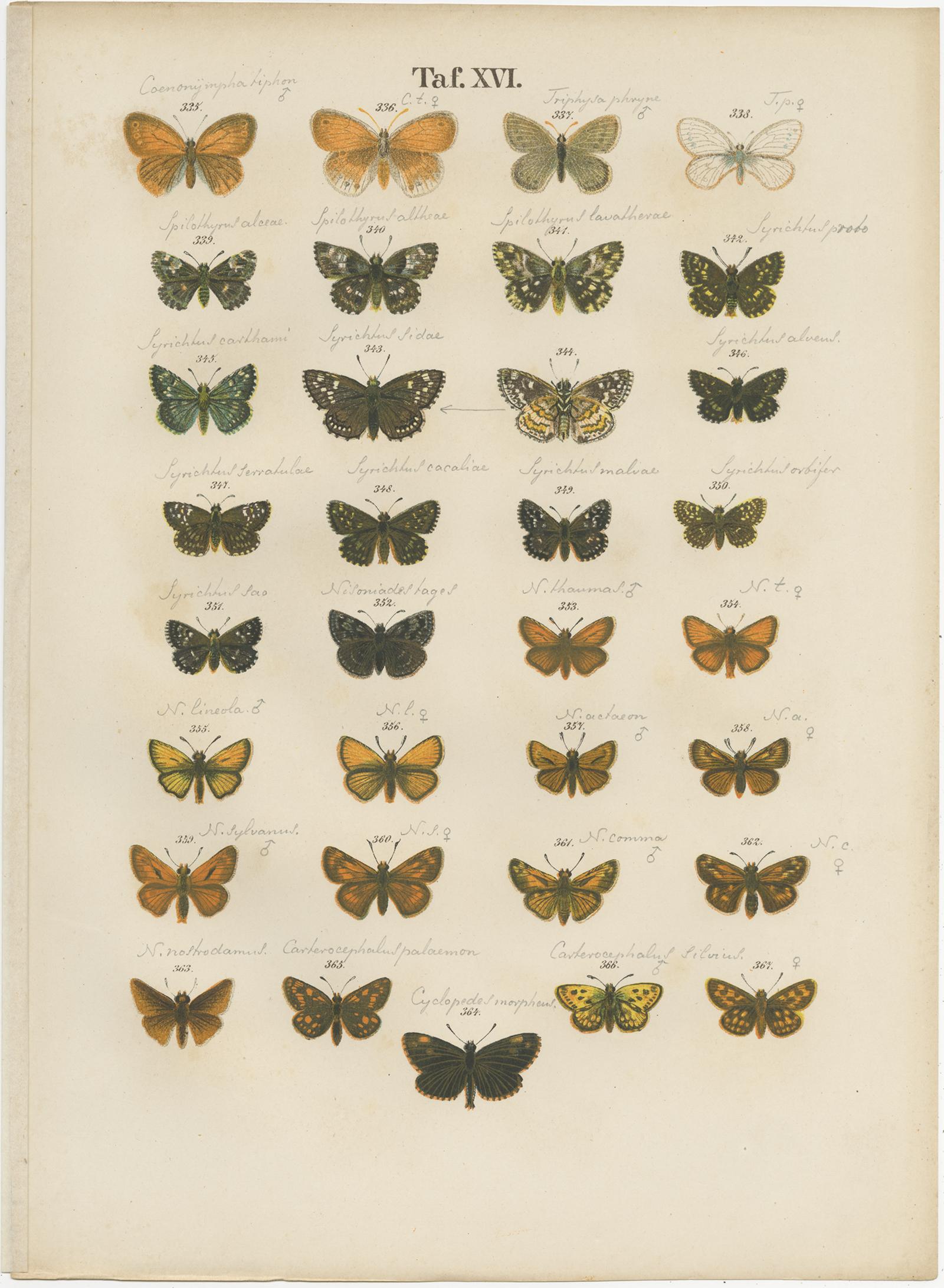Set of 7 Antique Prints of Various Butterflies and Moths by Ramann 'circa 1870' For Sale 1