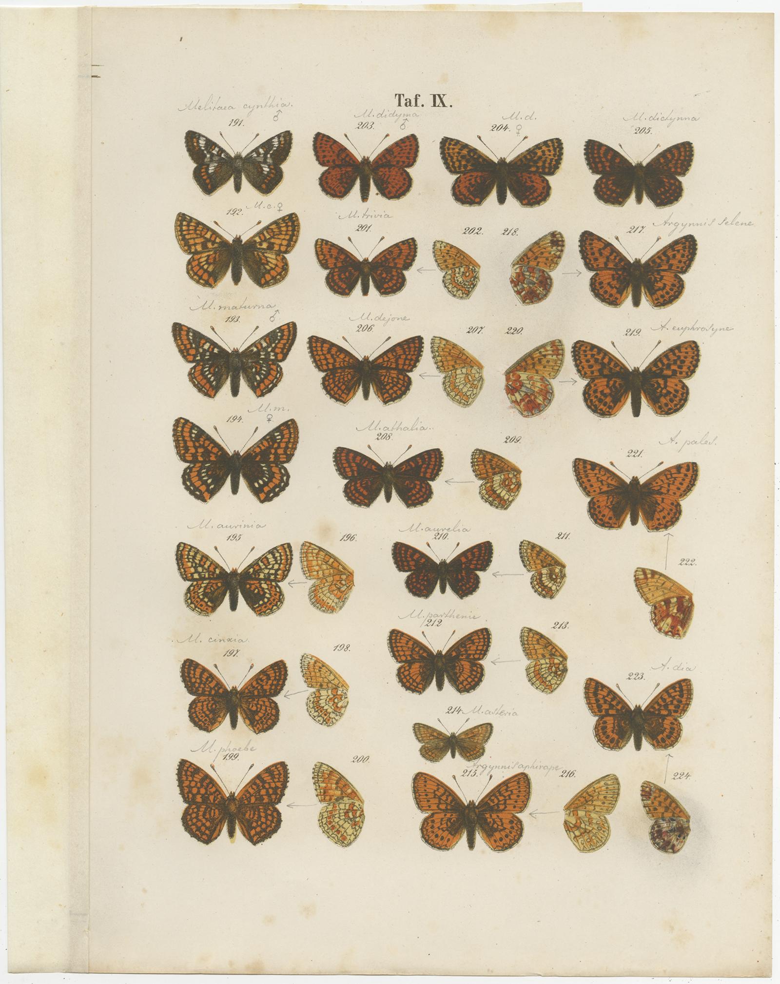 Set of 7 Antique Prints of Various Butterflies and Moths by Ramann 'circa 1870' For Sale 2