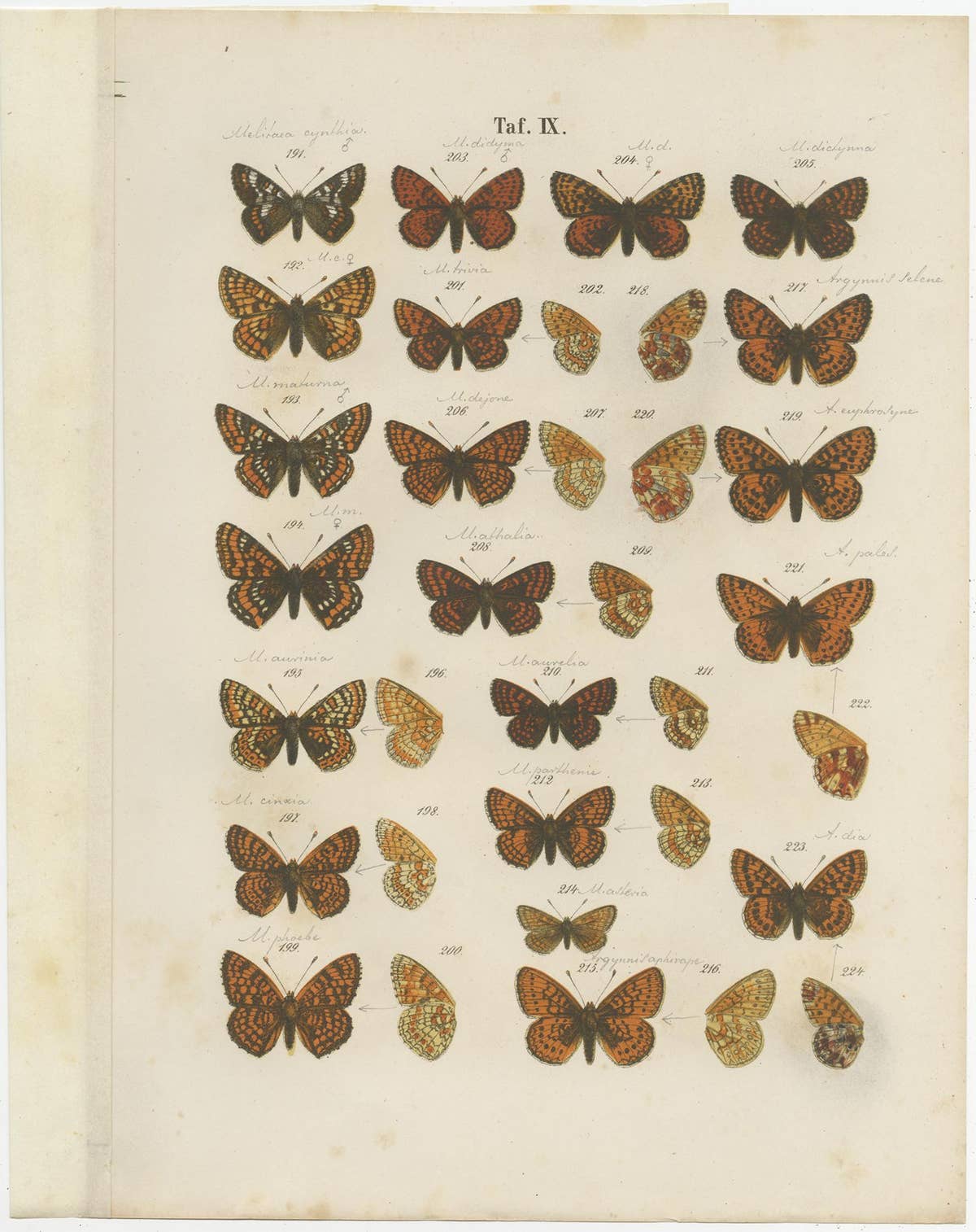 Set of 7 Antique Prints of Various Butterflies and Moths by Ramann 'circa 1870'