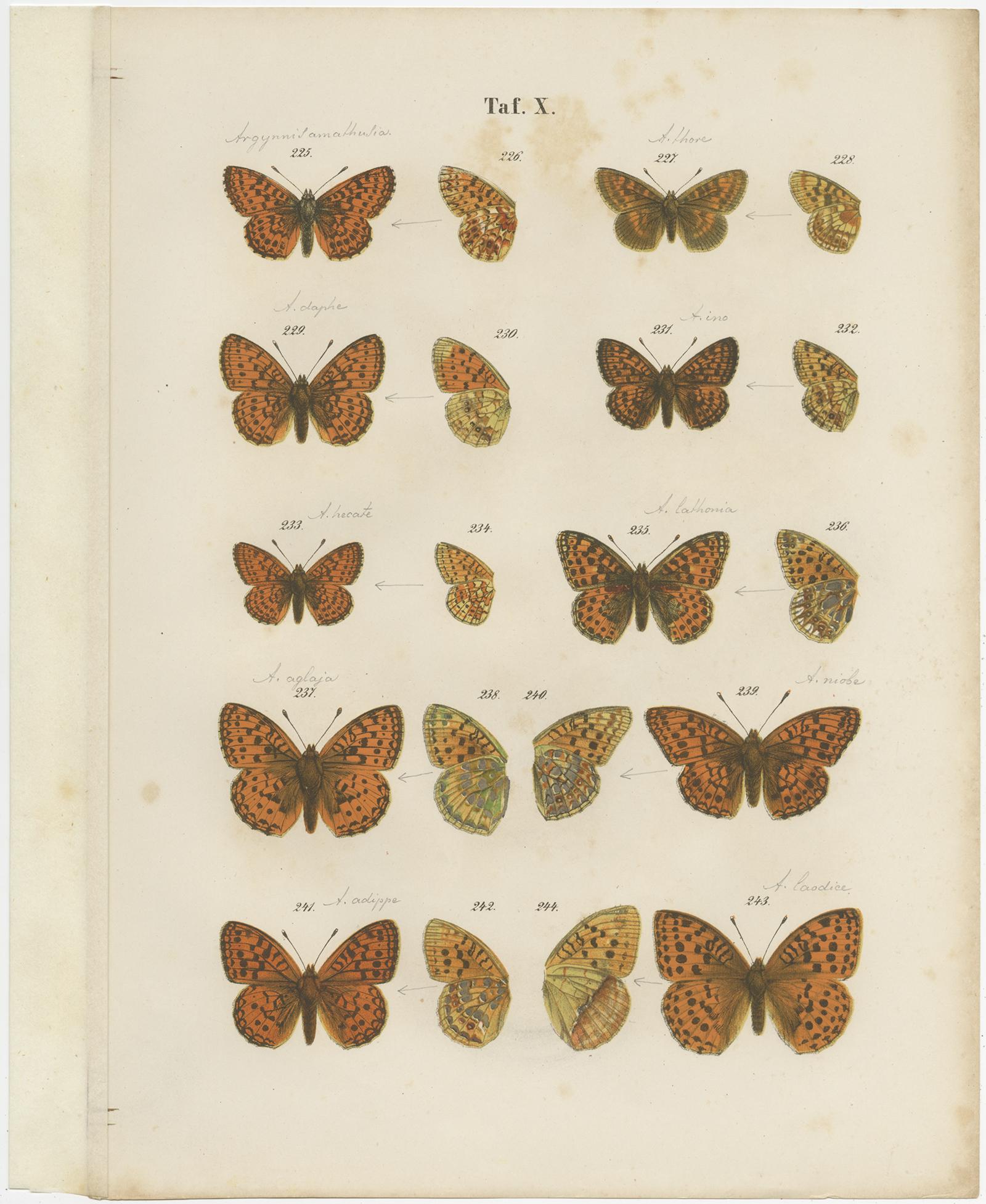 Set of 7 Antique Prints of Various Butterflies and Moths by Ramann 'circa 1870' For Sale 3