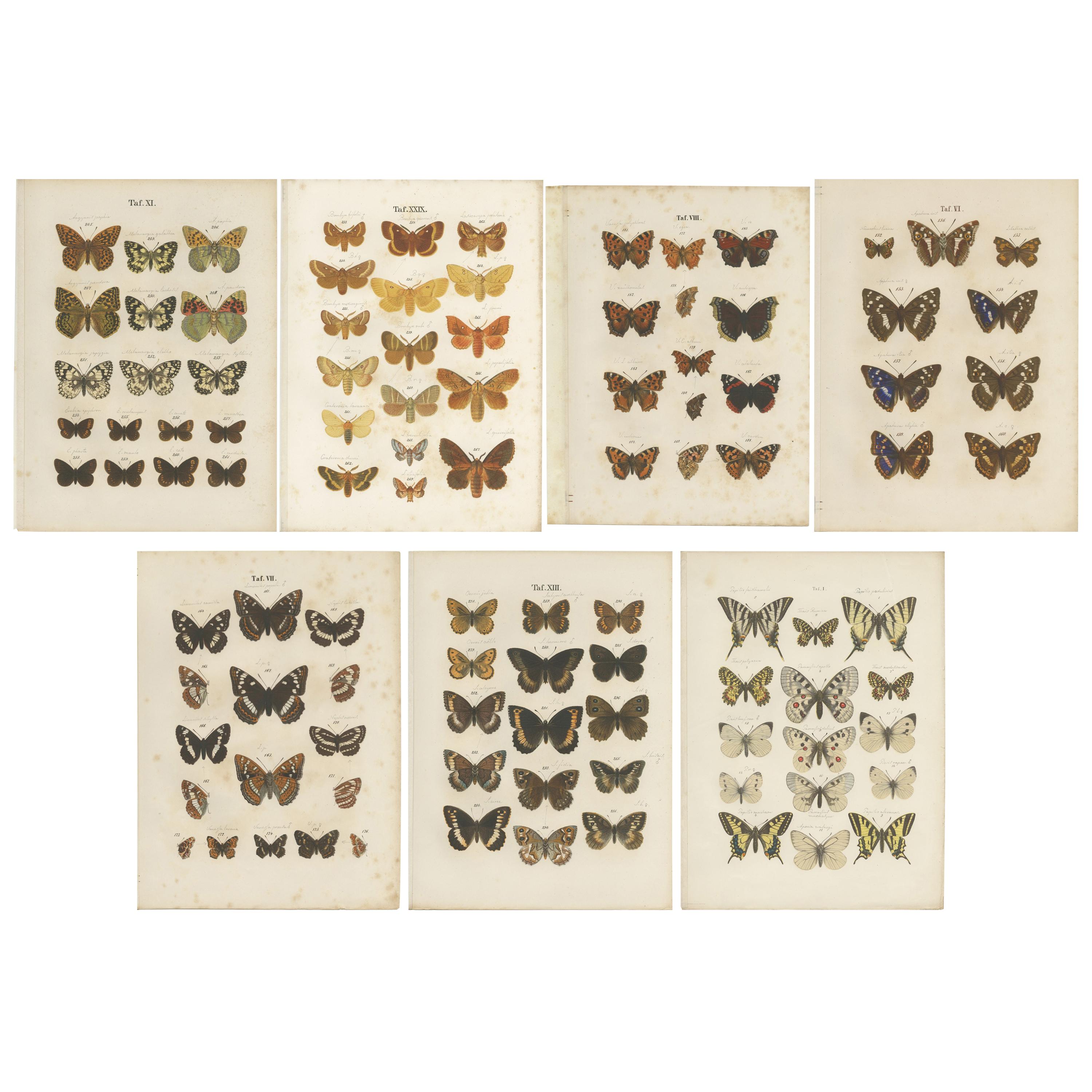 Set of 7 Antique Prints of Various Butterflies and Moths by Ramann