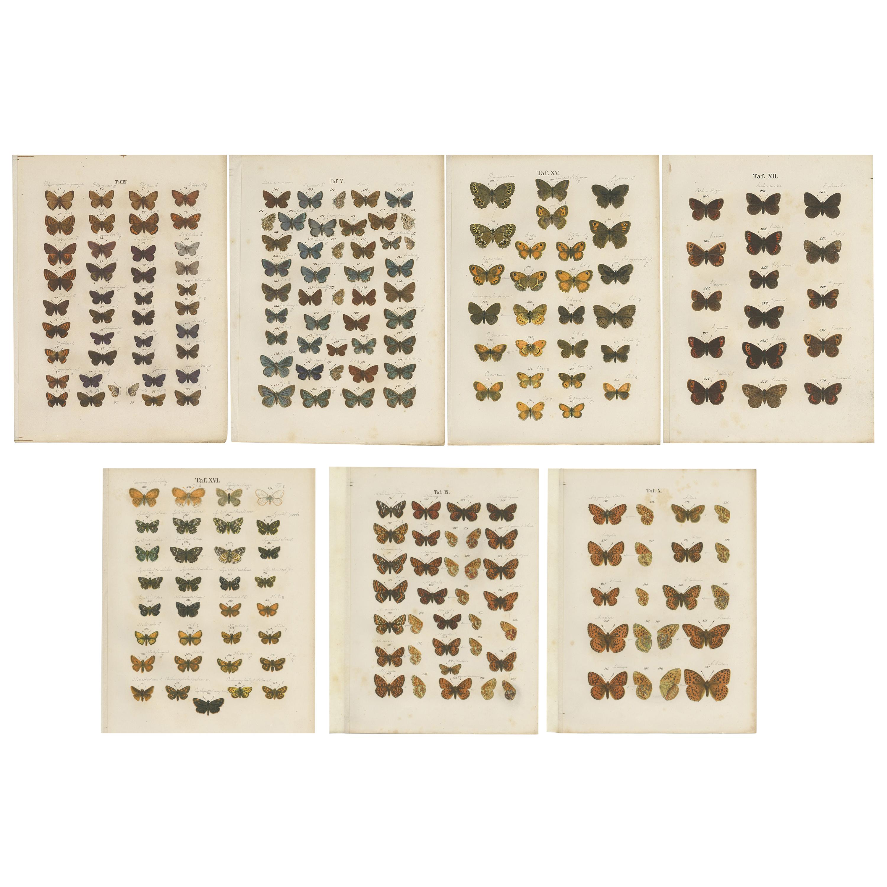 Set of 7 Antique Prints of Various Butterflies and Moths by Ramann 'circa 1870'