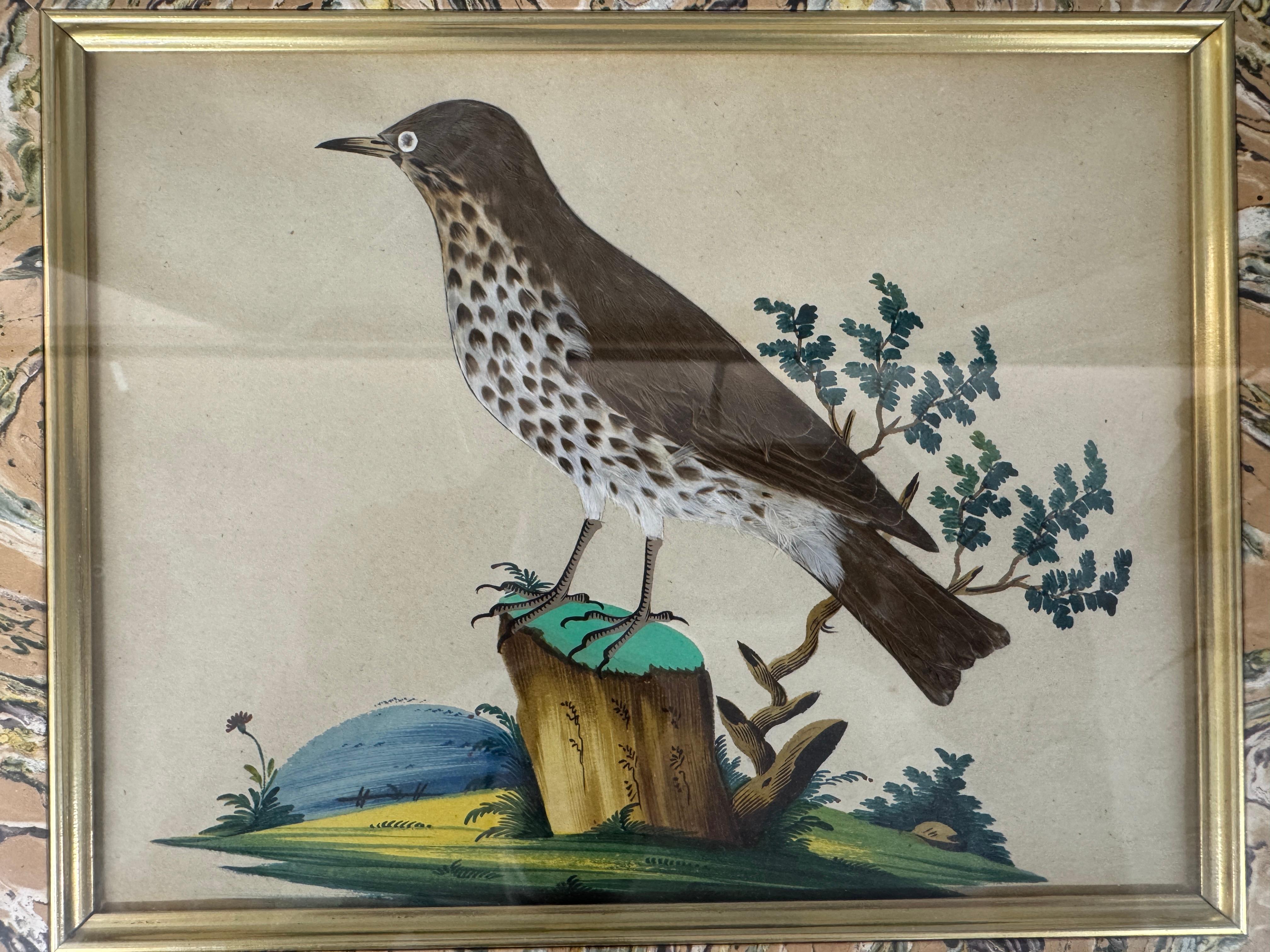 Satz von 7 antiken Aquarell- und Feder-Vogelbildern, die aus Deutschland im späten 19. Jahrhundert stammen, jedes Bild zeigt einen anderen Vogel, der auf einem Baumstumpf in einer natürlichen Umgebung hockt.

Jeder Rahmen Größe 14.5