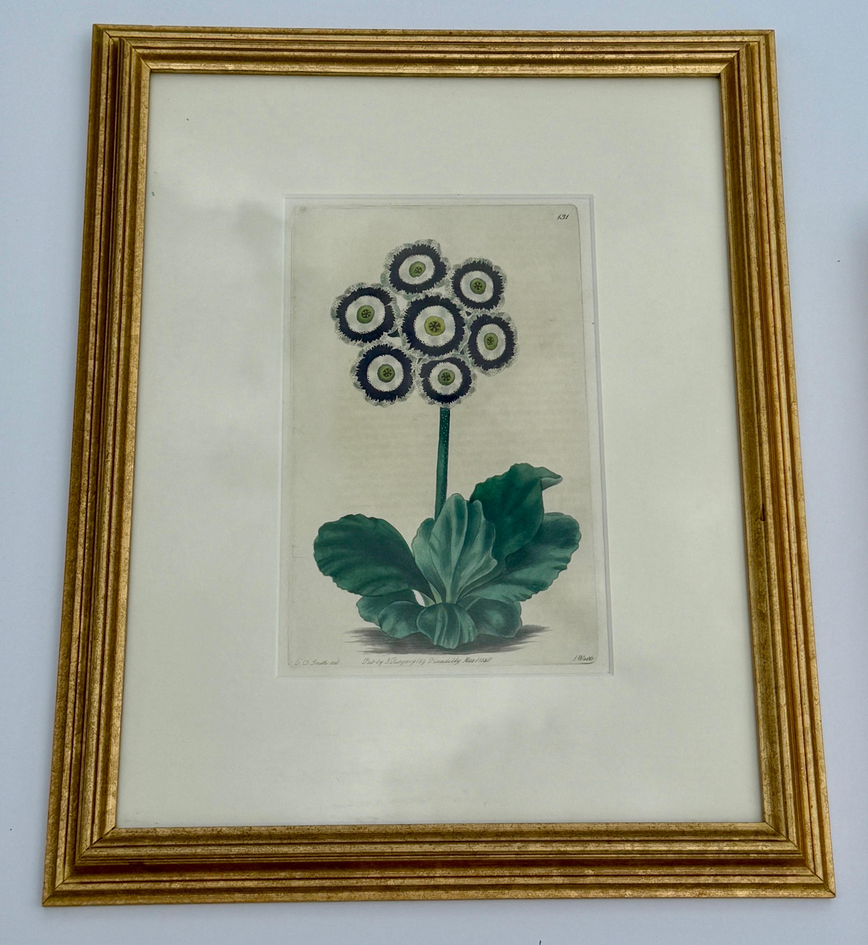 Set of 7 English Hand-Colored Botanical Auriculas Prints Gold Leaf Frames For Sale 3
