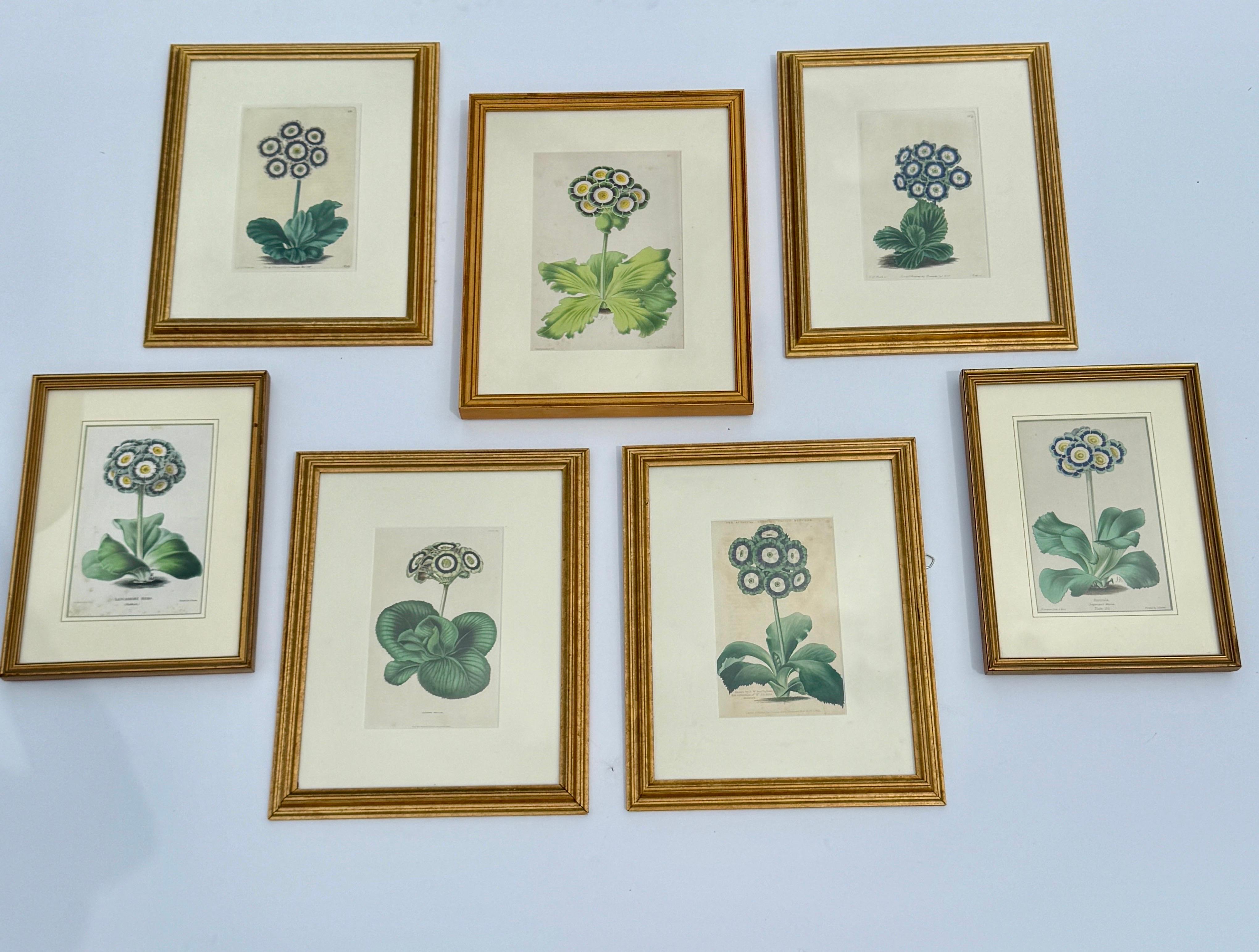 Set of 7 English Hand-Colored Botanical Auriculas Prints Gold Leaf Frames For Sale 4