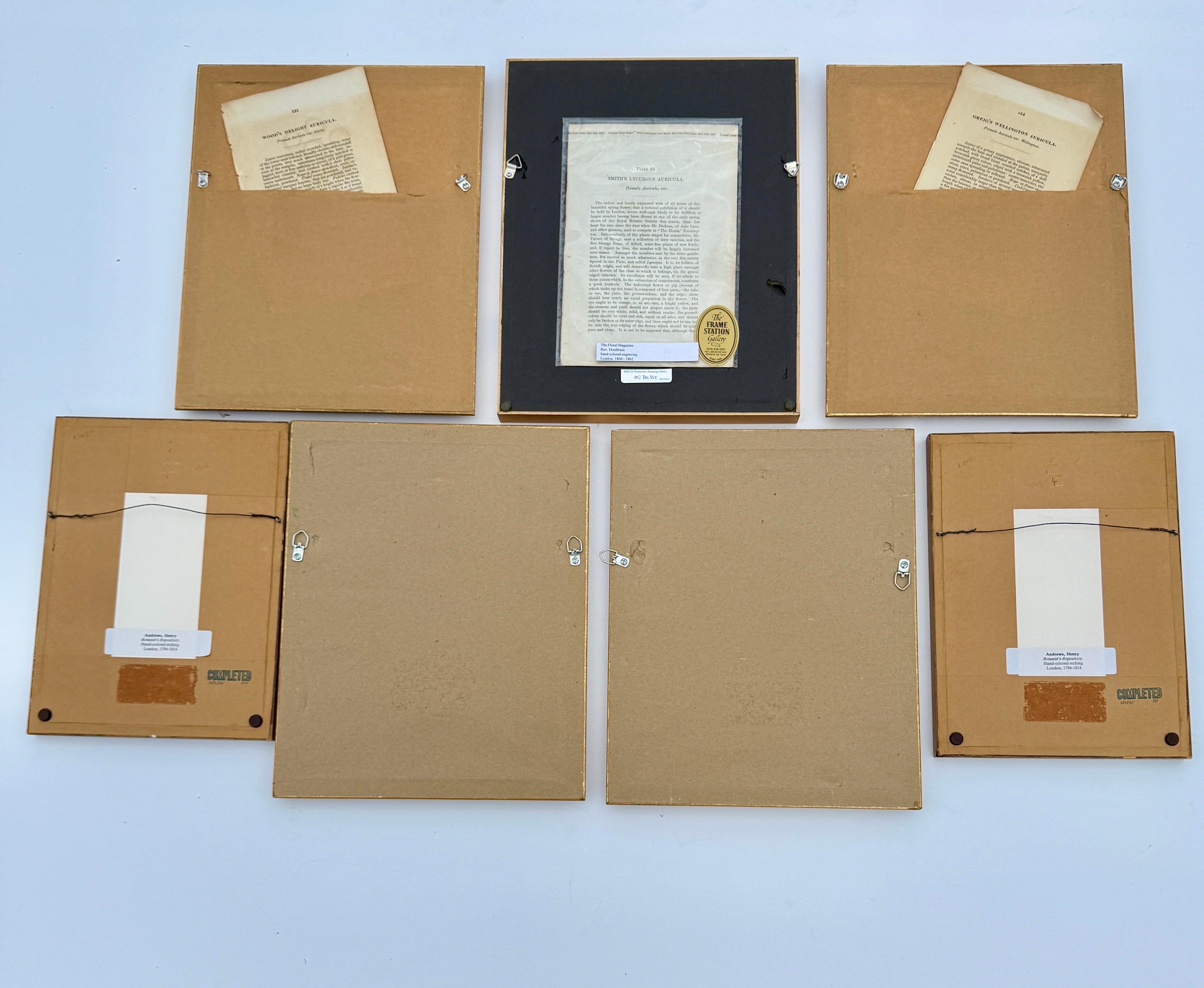 Set of 7 English Hand-Colored Botanical Auriculas Prints Gold Leaf Frames For Sale 6