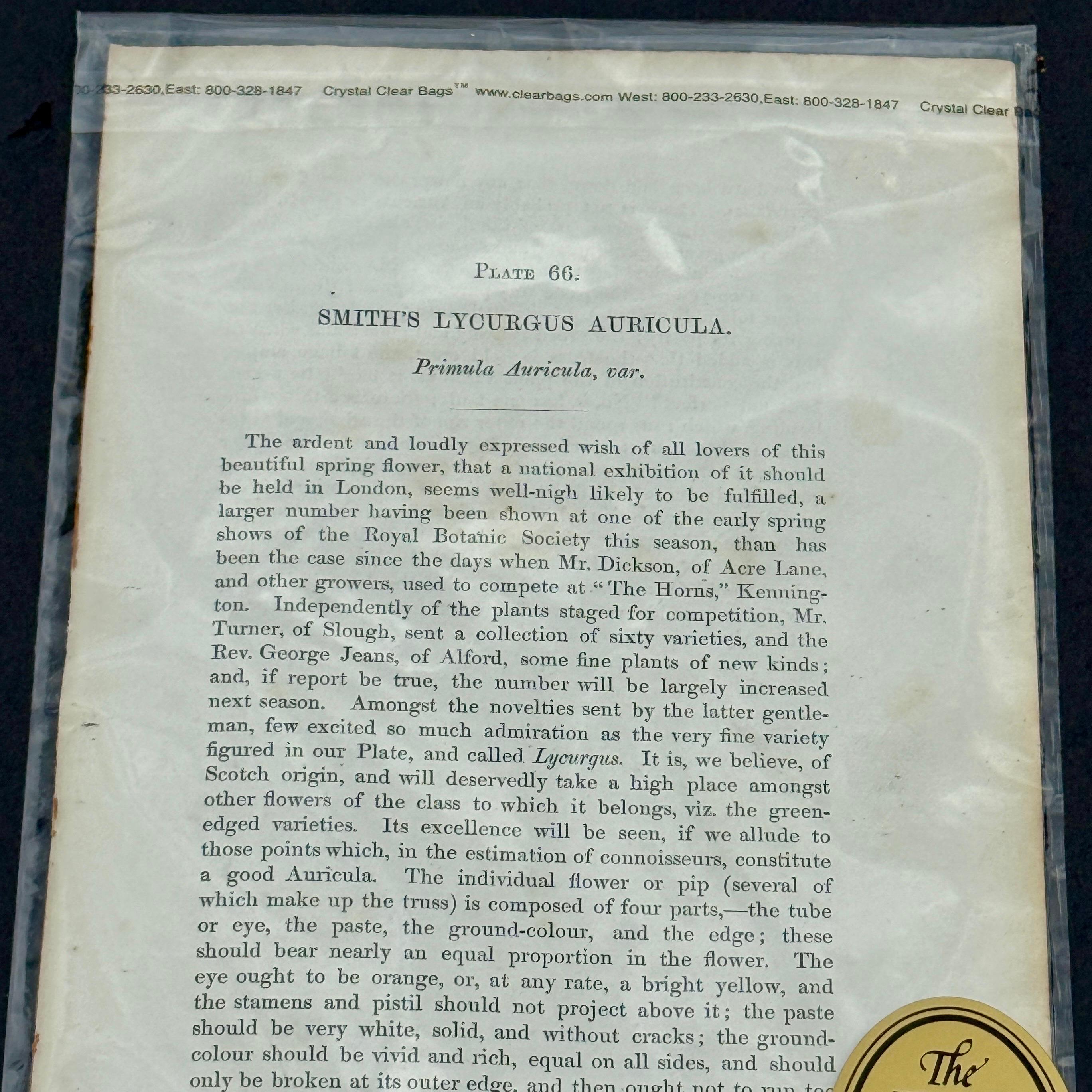 Set of 7 English Hand-Colored Botanical Auriculas Prints Gold Leaf Frames For Sale 7