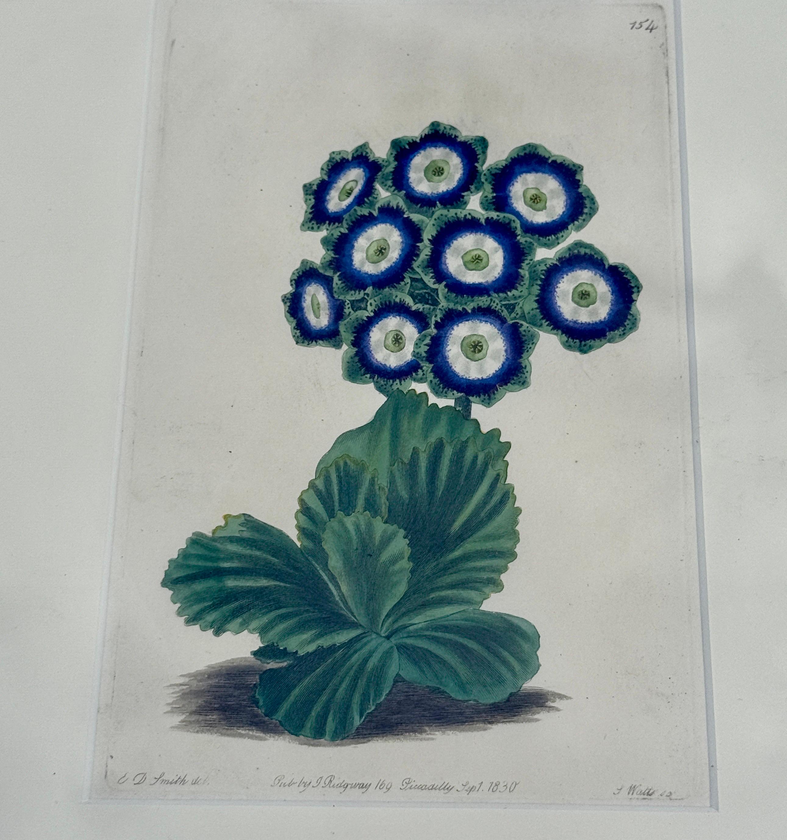 Set of 7 English Hand-Colored Botanical Auriculas Prints Gold Leaf Frames For Sale 8