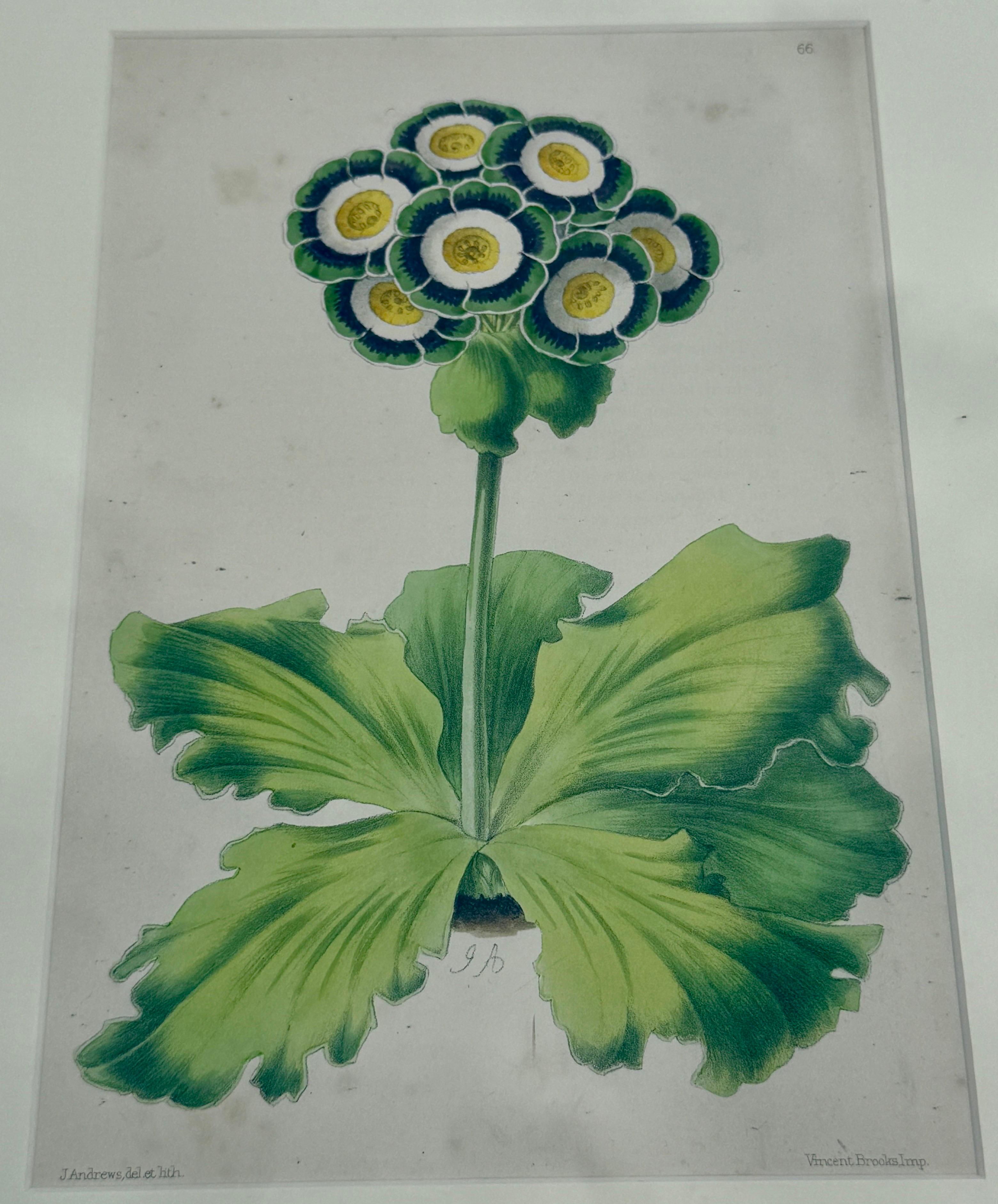 Set of 7 English Hand-Colored Botanical Auriculas Prints Gold Leaf Frames For Sale 10