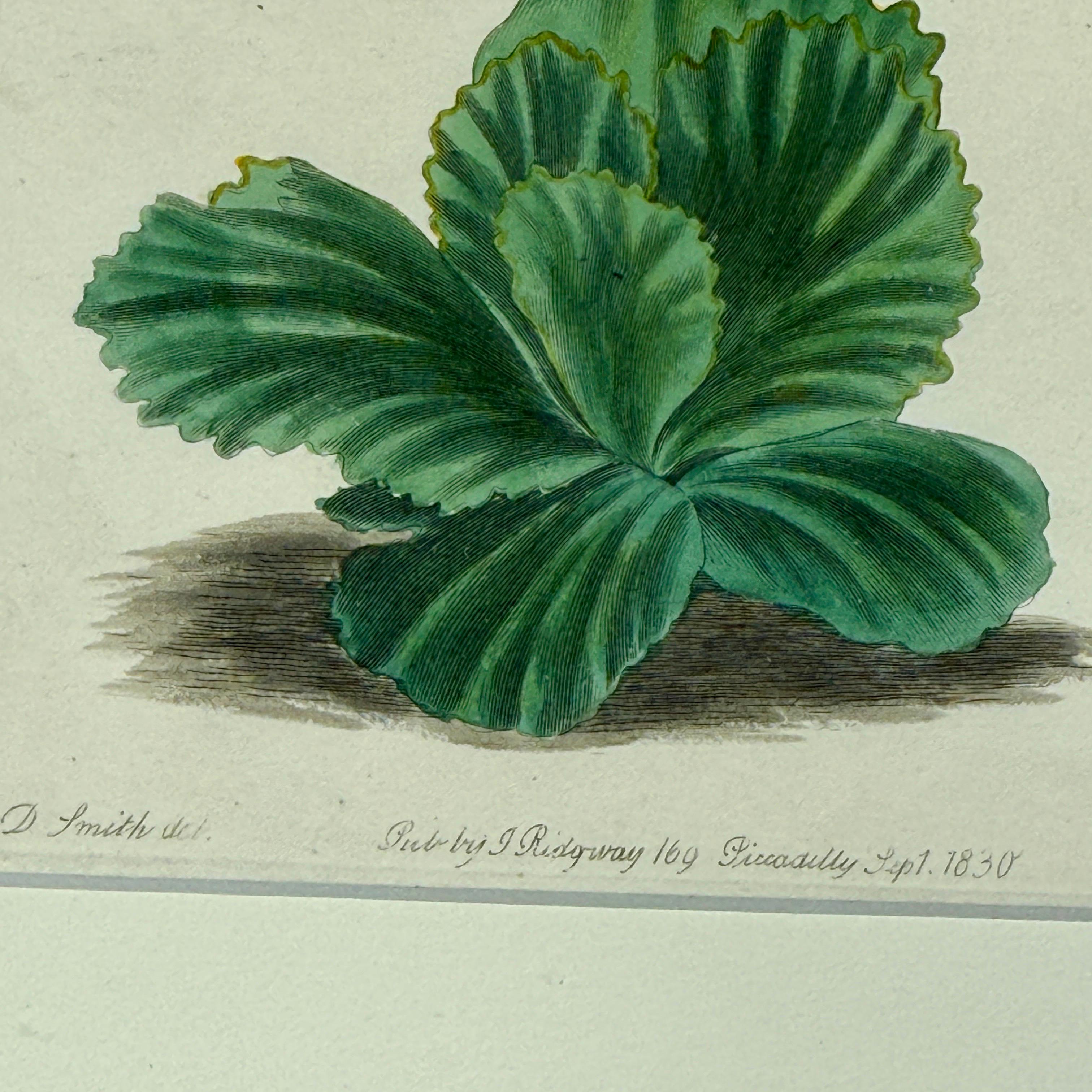 Set of 7 English Hand-Colored Botanical Auriculas Prints Gold Leaf Frames For Sale 11