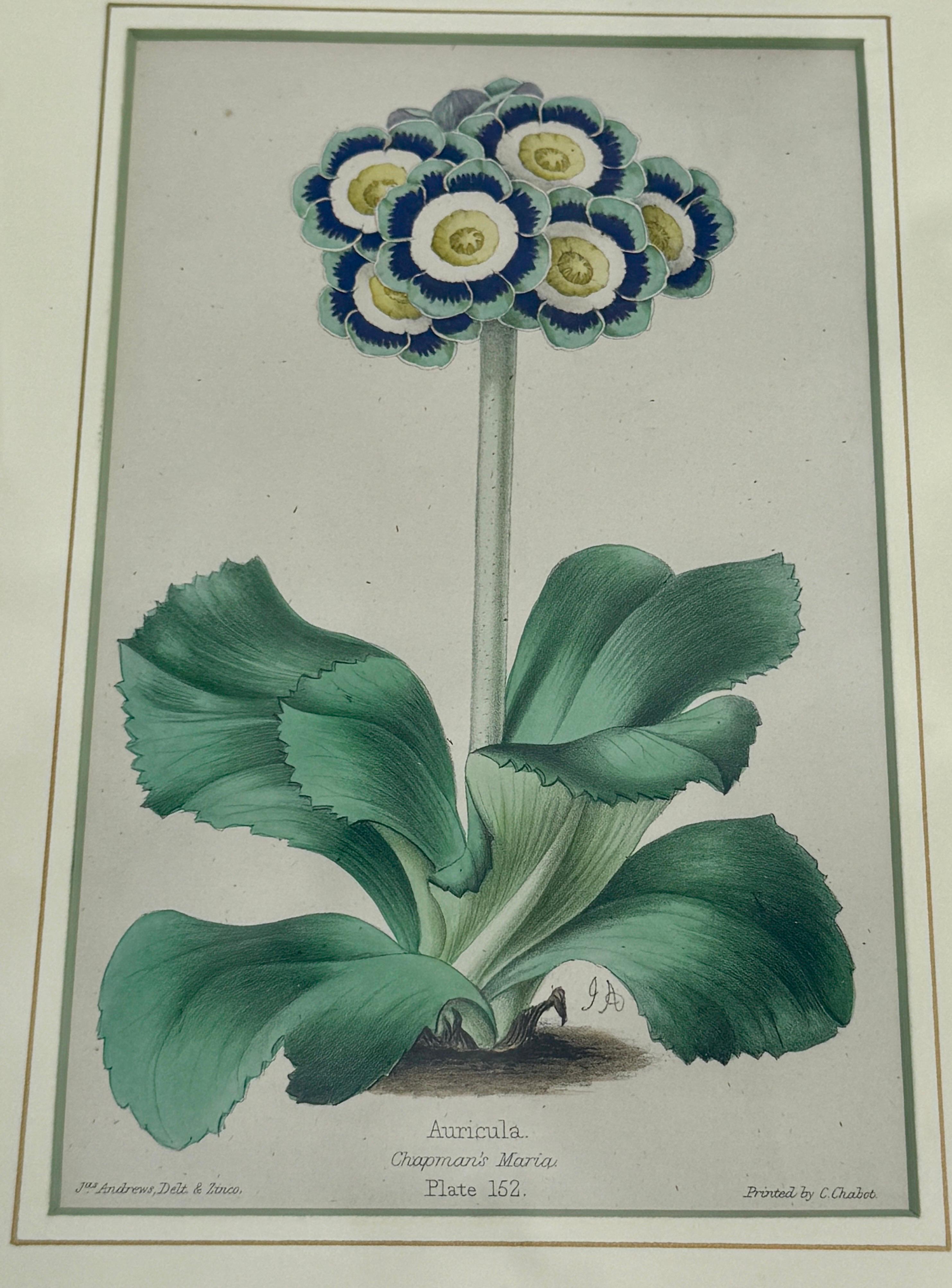 Set of 7 English Hand-Colored Botanical Auriculas Prints Gold Leaf Frames For Sale 12