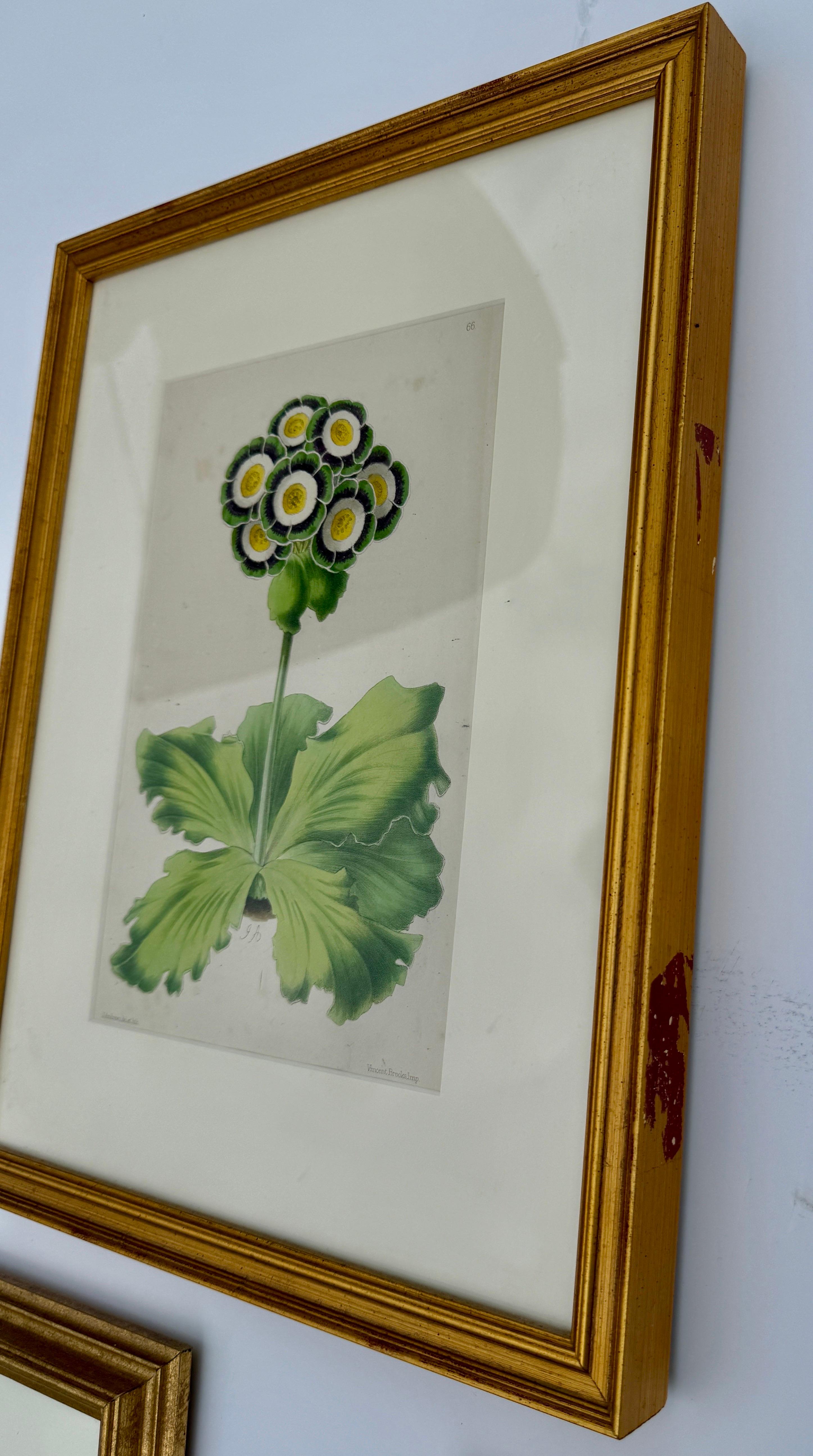 These seven Antique Late 19th Century collection was one of many years of finding the right combination of Auriculas, all purchased at English markets and later framed in gold-leaf classic frames. These are a favorite of many designers and