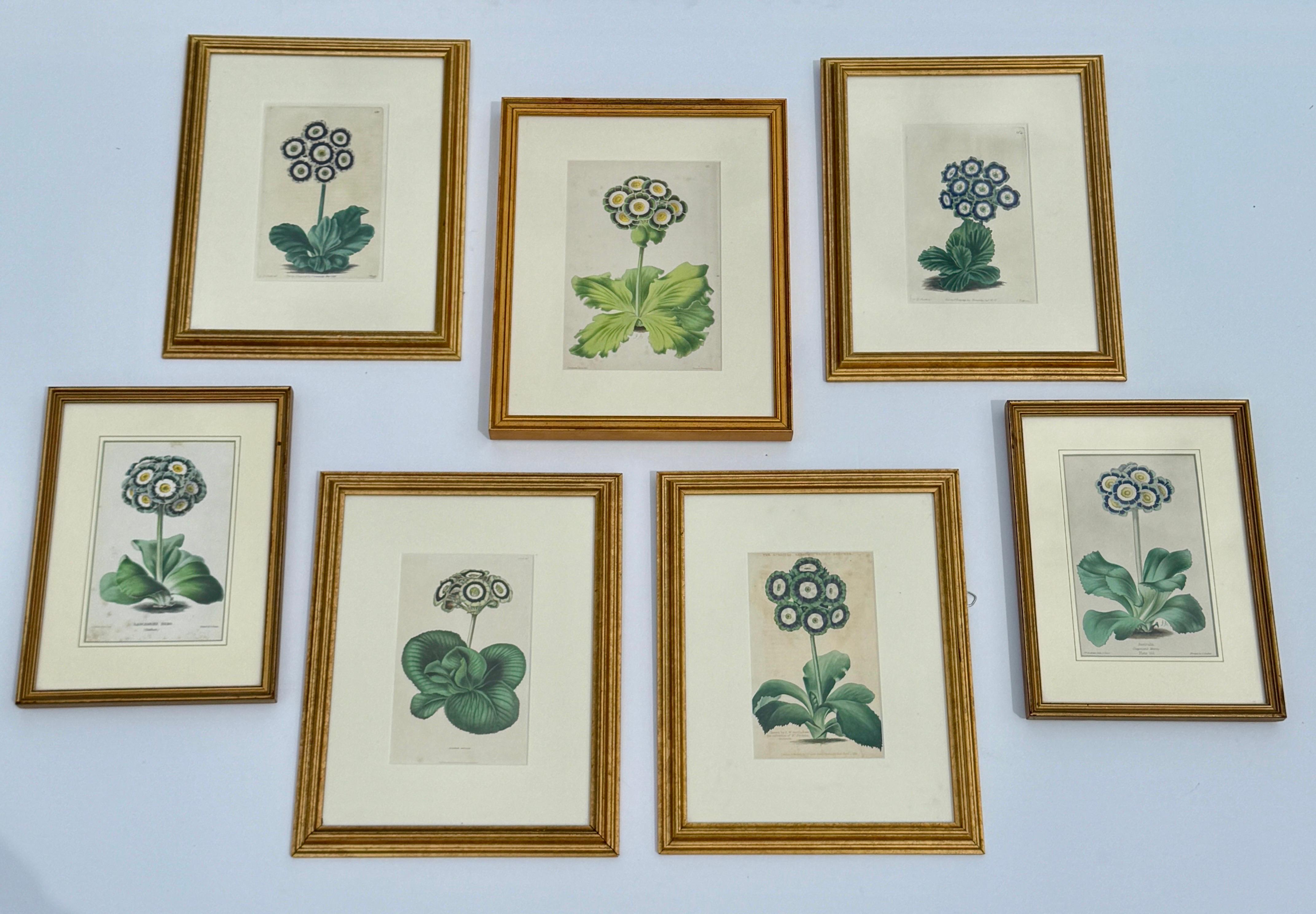 Set of 7 English Hand-Colored Botanical Auriculas Prints Gold Leaf Frames For Sale 13