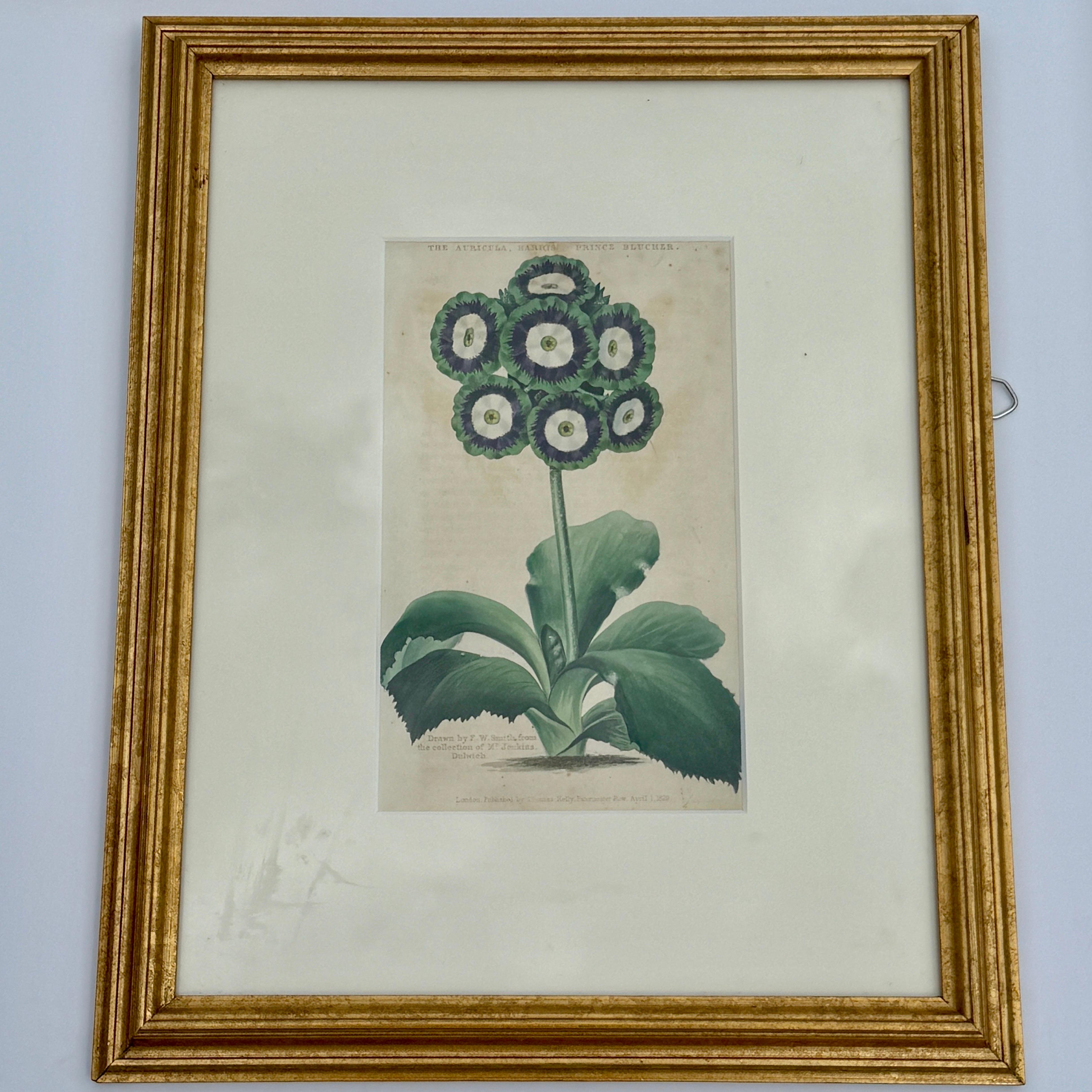 Campaign Set of 7 English Hand-Colored Botanical Auriculas Prints Gold Leaf Frames For Sale