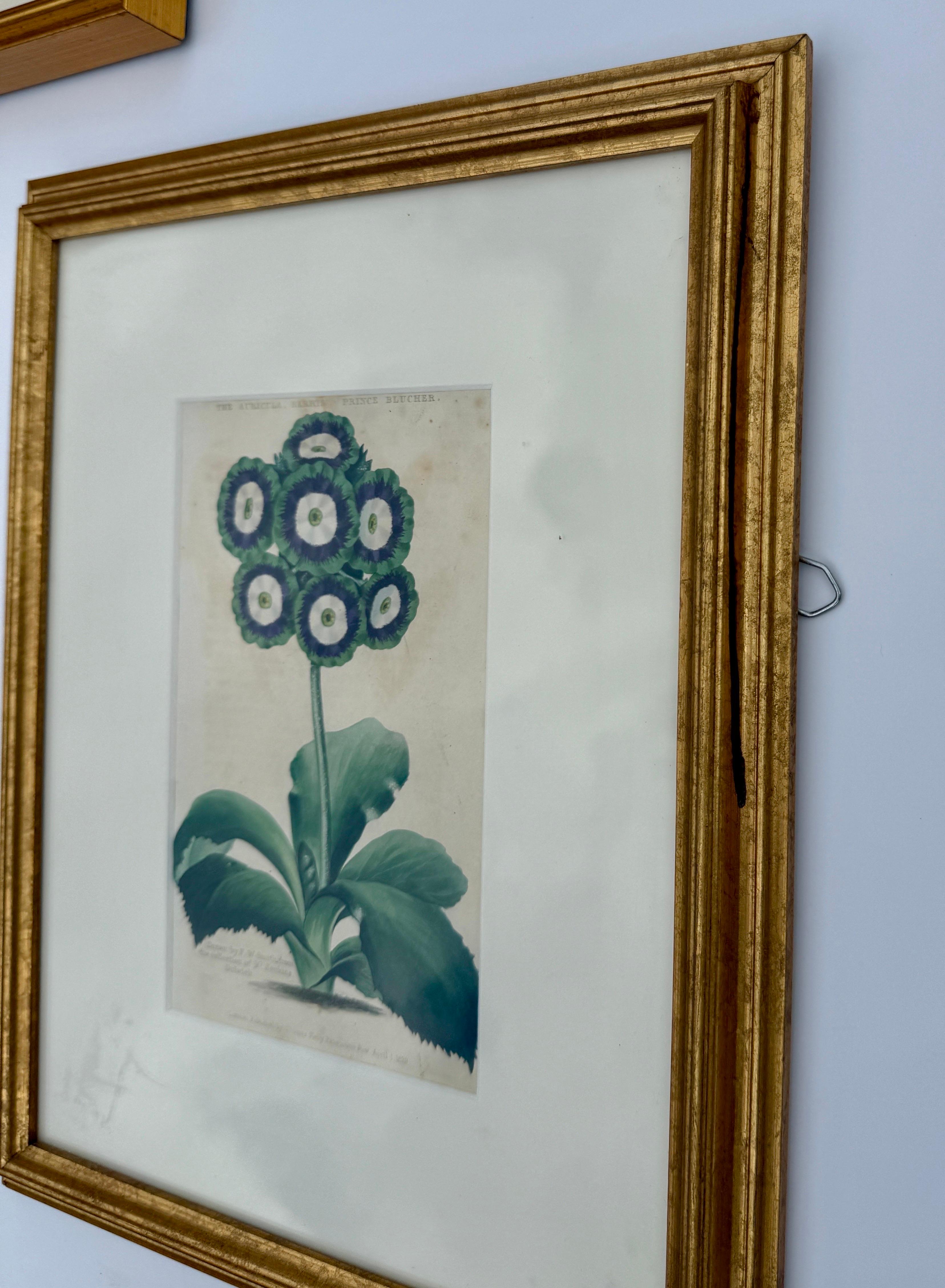 Hand-Crafted Set of 7 English Hand-Colored Botanical Auriculas Prints Gold Leaf Frames For Sale