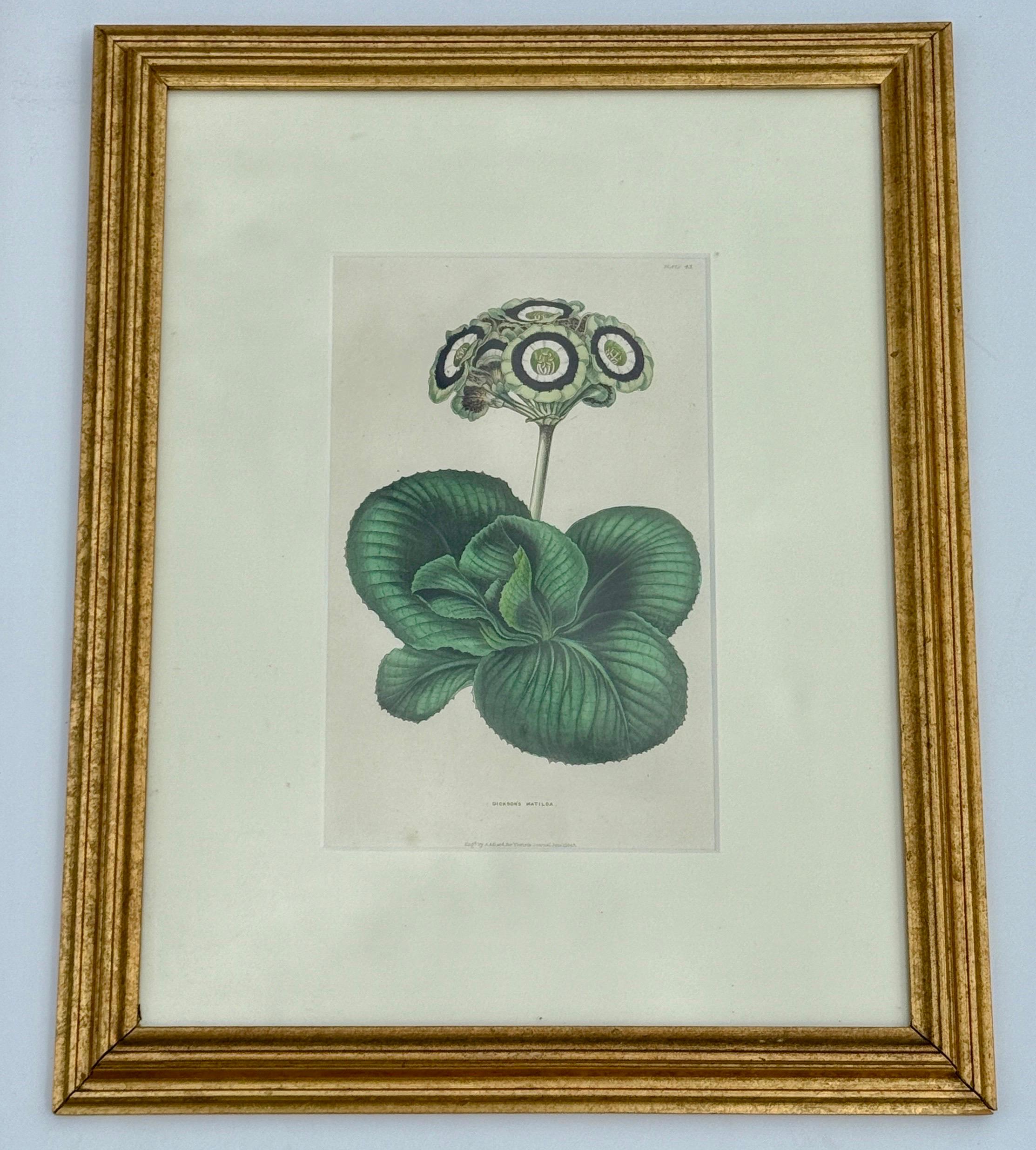 Set of 7 English Hand-Colored Botanical Auriculas Prints Gold Leaf Frames In Good Condition For Sale In Haddonfield, NJ