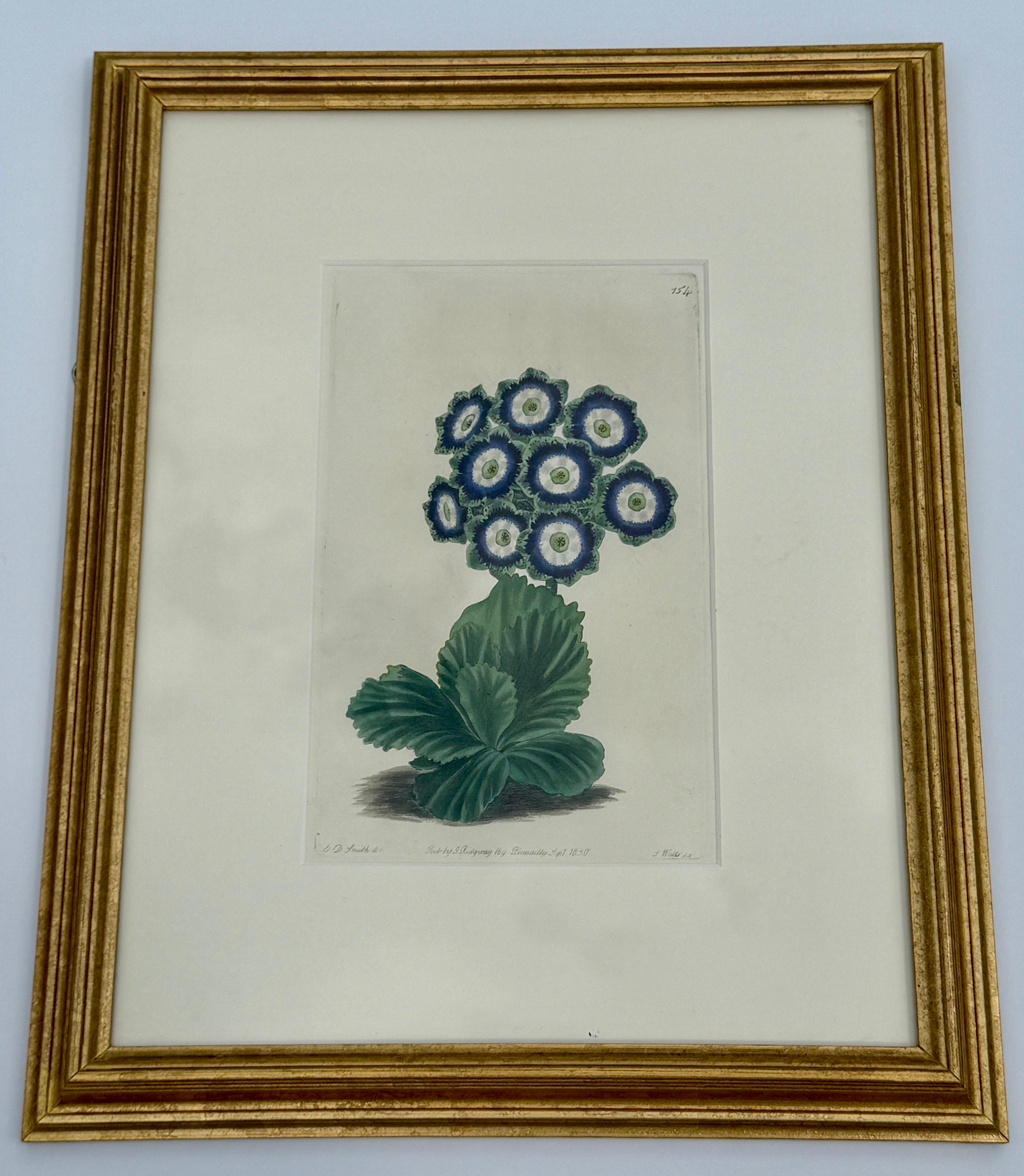 19th Century Set of 7 English Hand-Colored Botanical Auriculas Prints Gold Leaf Frames For Sale