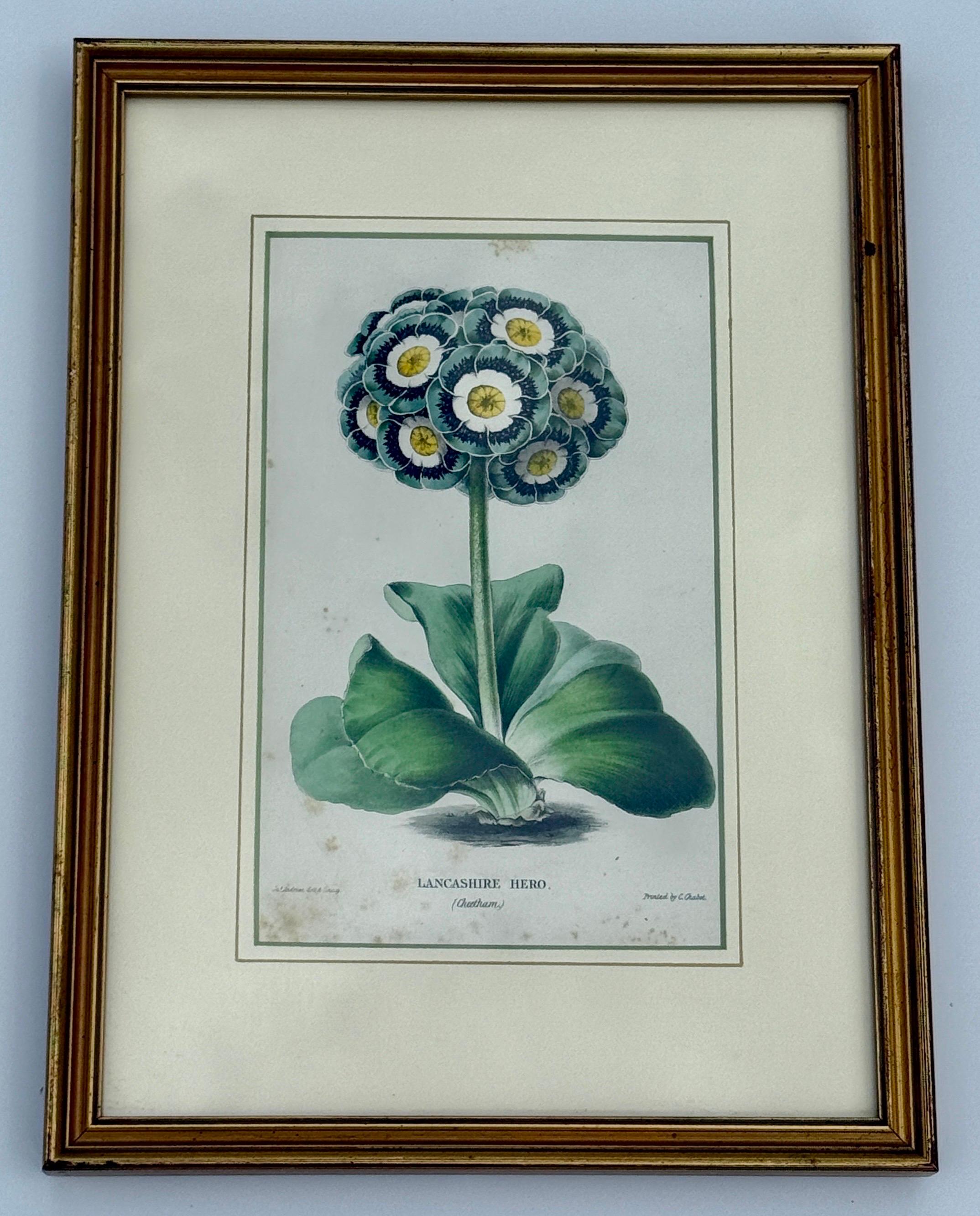 Wood Set of 7 English Hand-Colored Botanical Auriculas Prints Gold Leaf Frames For Sale