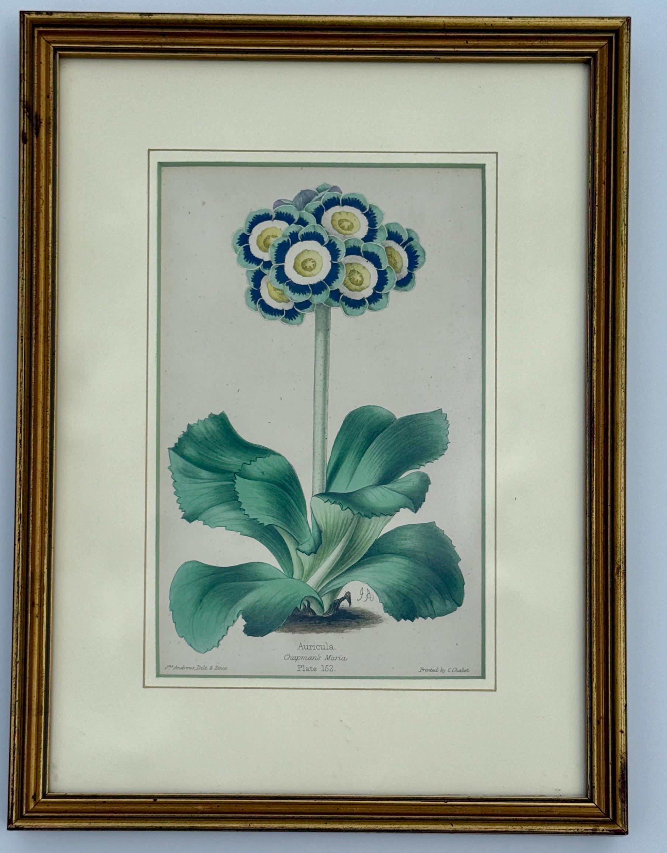 Set of 7 English Hand-Colored Botanical Auriculas Prints Gold Leaf Frames For Sale 1