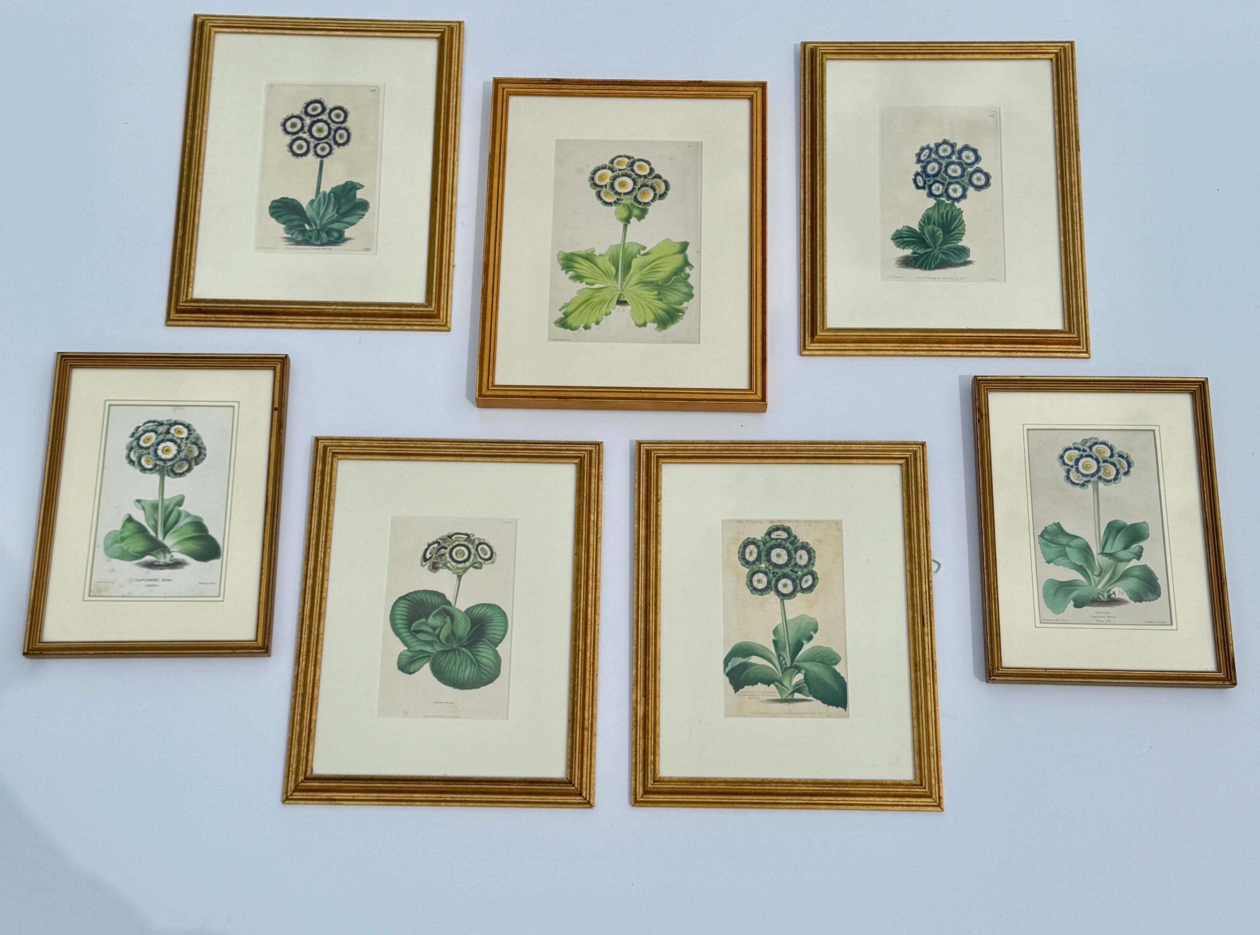 Set of 7 English Hand-Colored Botanical Auriculas Prints Gold Leaf Frames For Sale 2