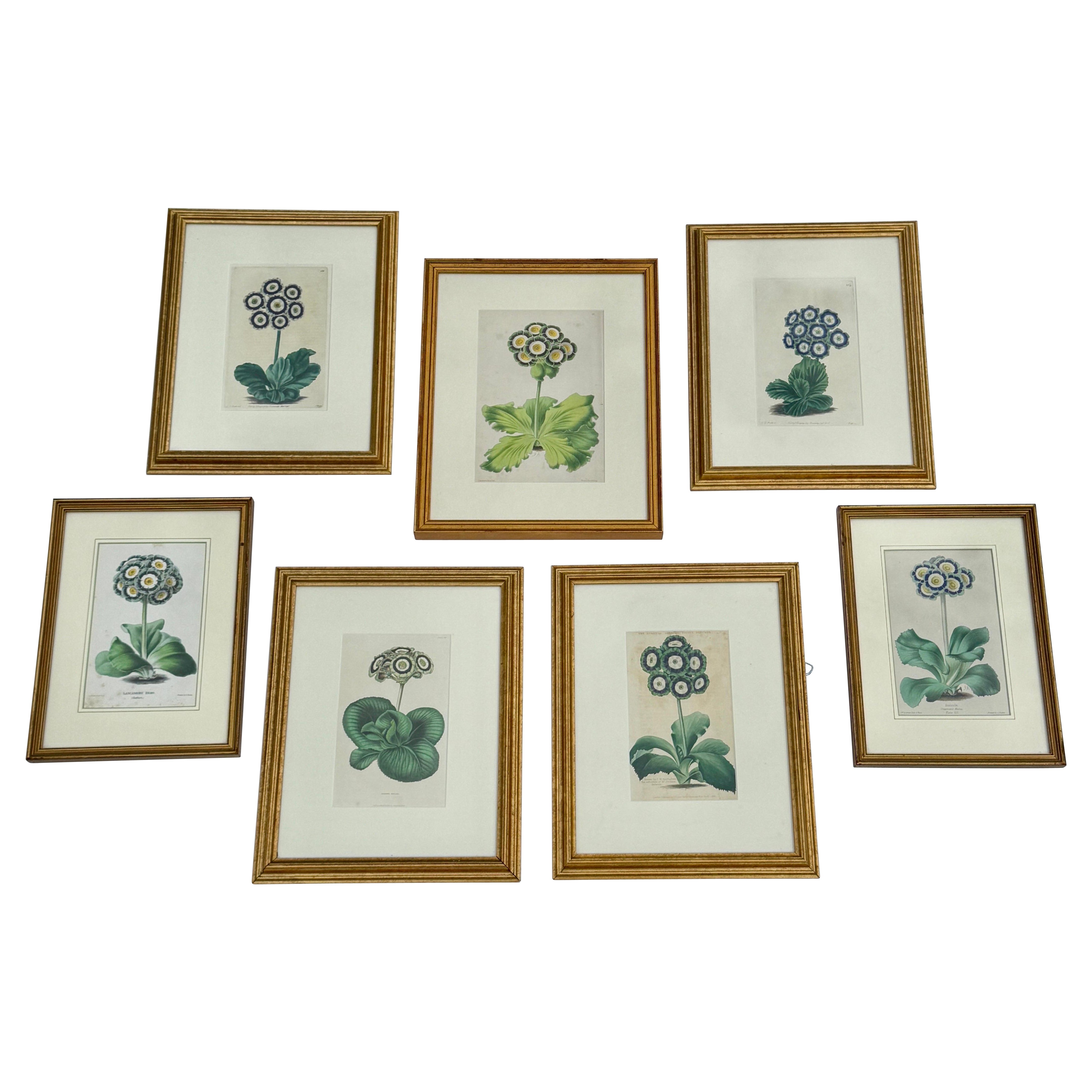 Set of 7 English Hand-Colored Botanical Auriculas Prints Gold Leaf Frames For Sale