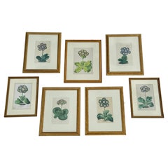 Set of 7 English Hand-Colored Botanical Auriculas Prints Gold Leaf Frames
