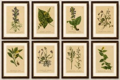 Set of 8 Antique Alpine Botanical Chromolithographs – Atlas der Alpenflora 1897