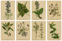 Set of 8 Antique Alpine Botanical Chromolithographs – Atlas der Alpenflora 1897