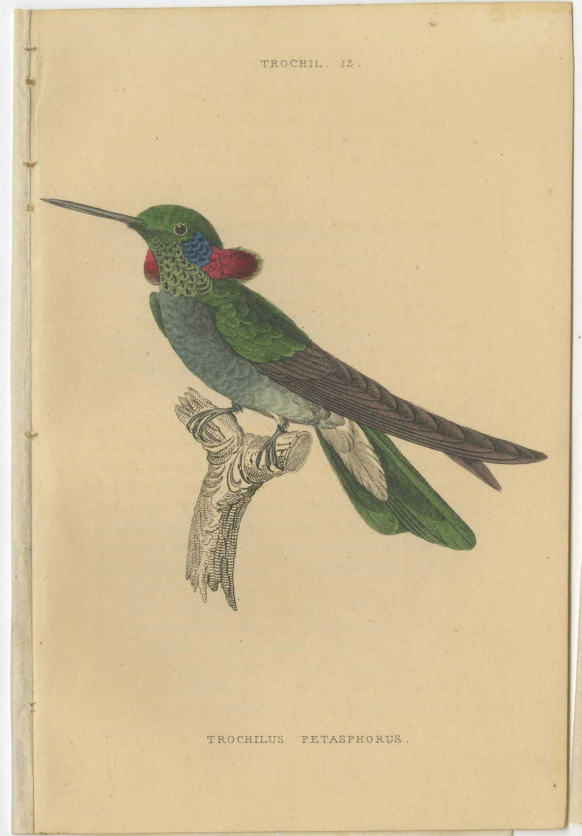 Set of 8 Antique Bird Prints, Violet-Tufted Hummingbird, by Jardine '1837'