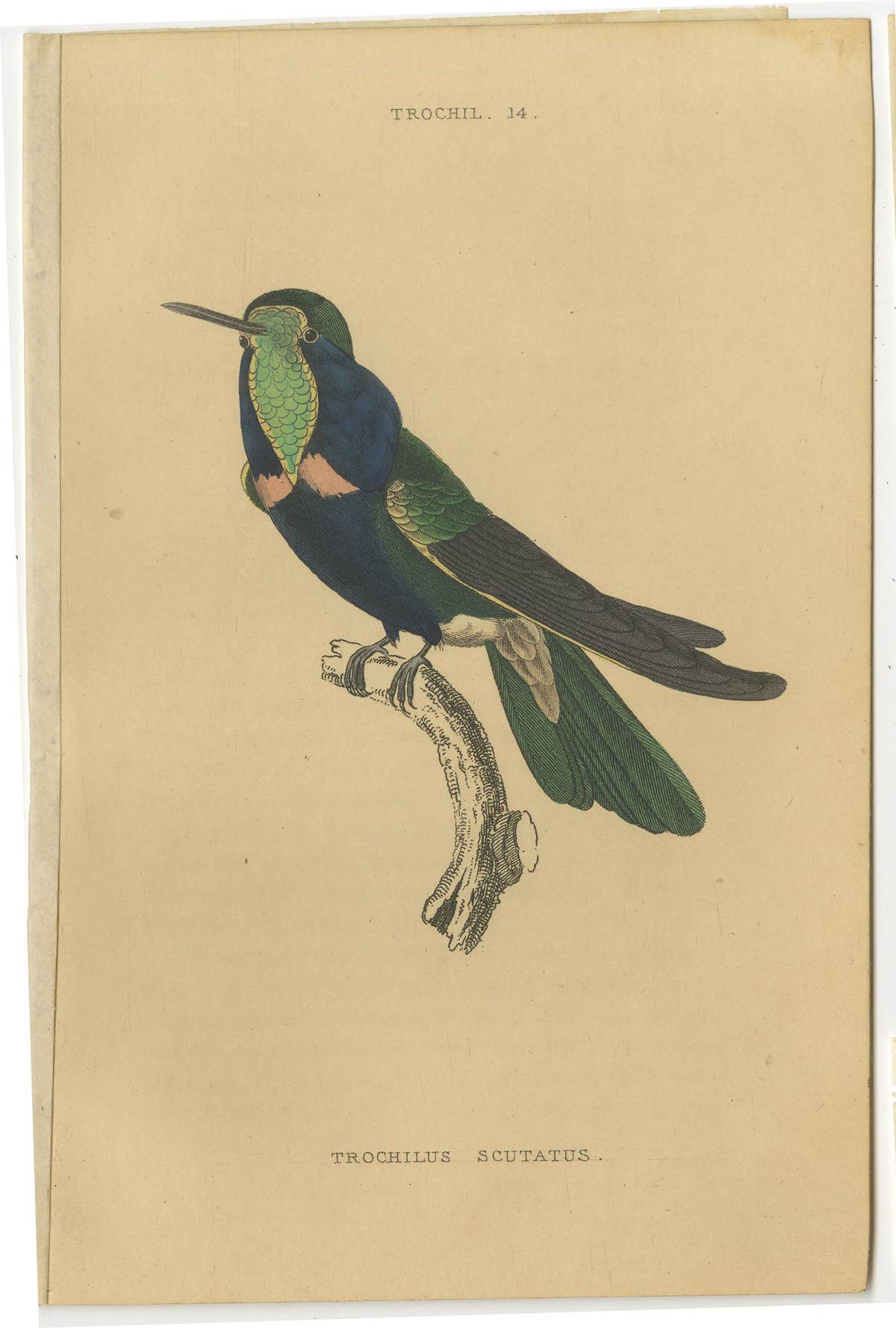 Set of 8 Antique Bird Prints, Violet-Tufted Hummingbird, by Jardine '1837'