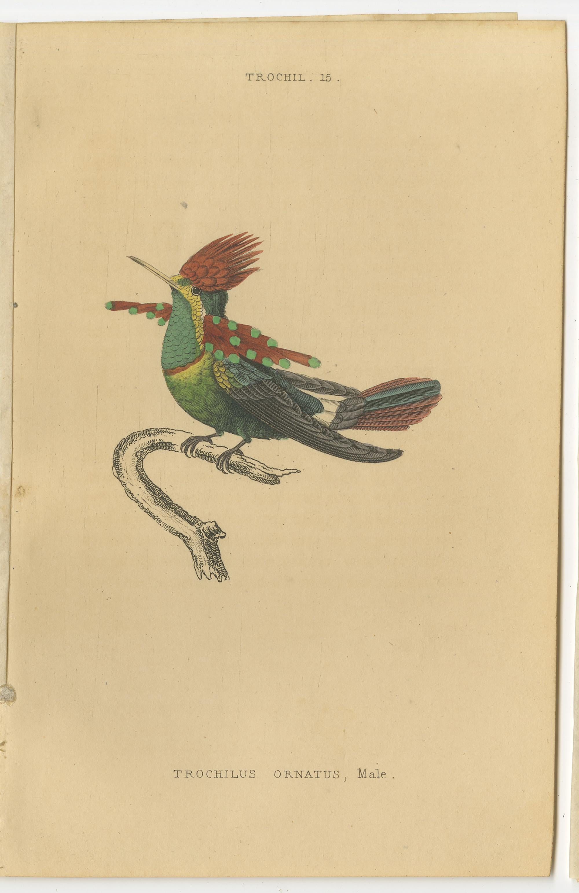 antique hummingbird prints