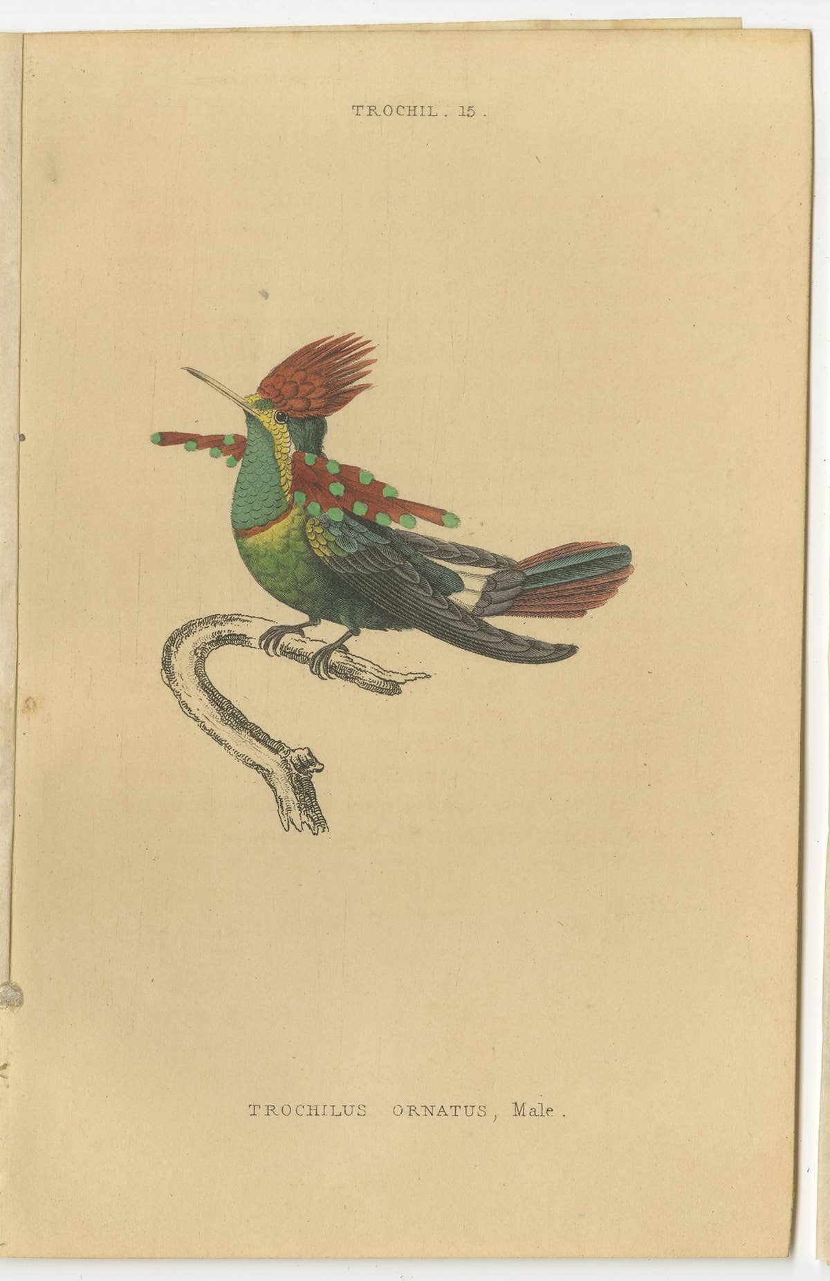 Set of 8 Antique Bird Prints, Violet-Tufted Hummingbird, by Jardine '1837'