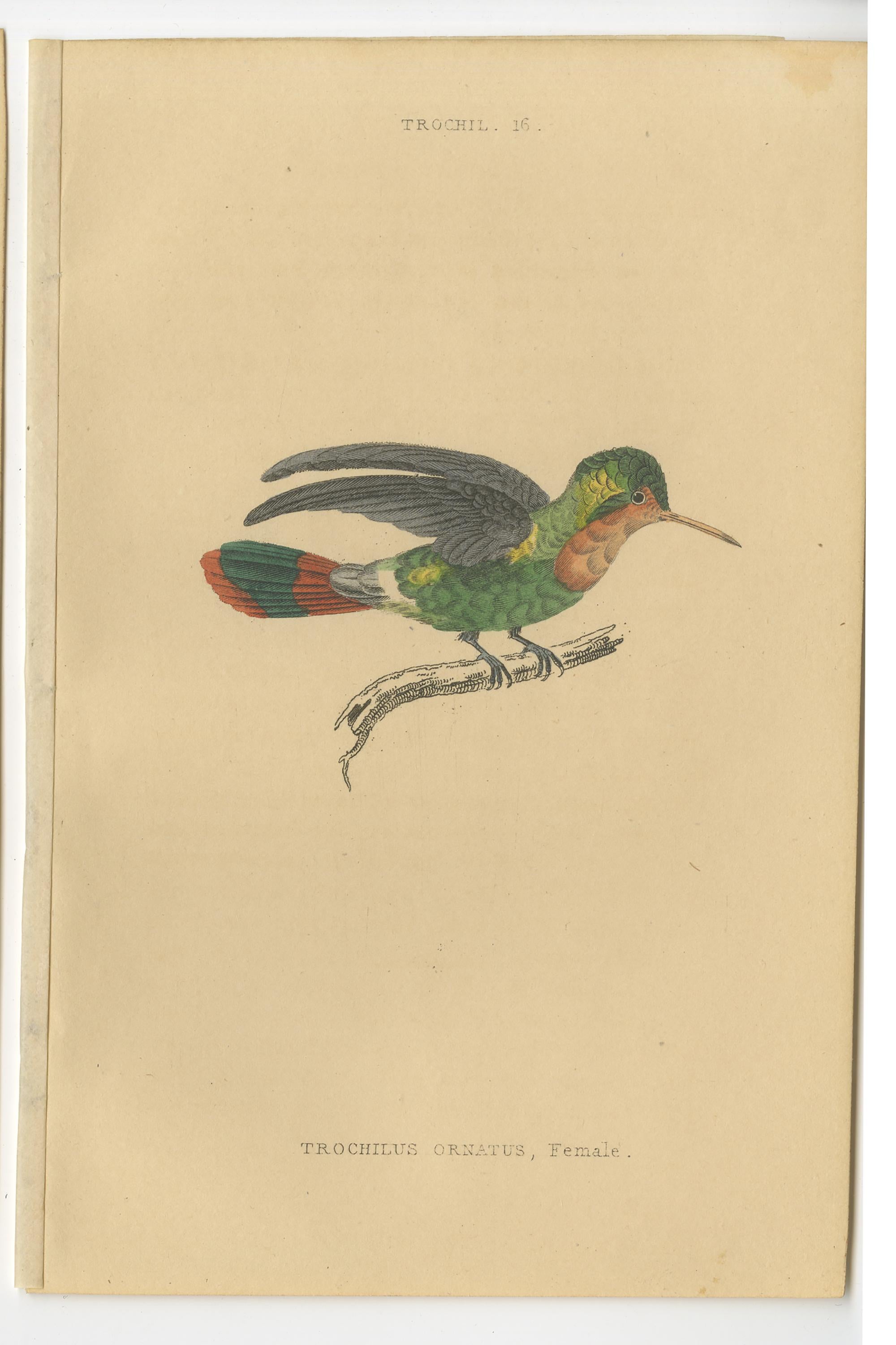 vintage hummingbird prints