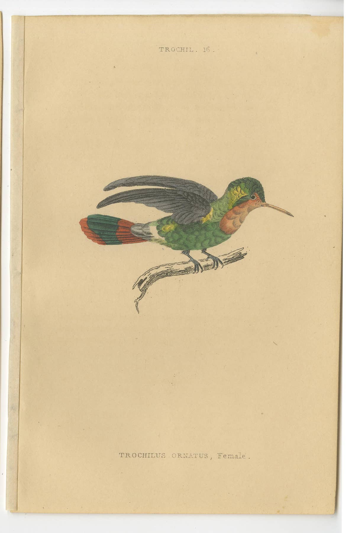 Set of 8 Antique Bird Prints, Violet-Tufted Hummingbird, by Jardine '1837'