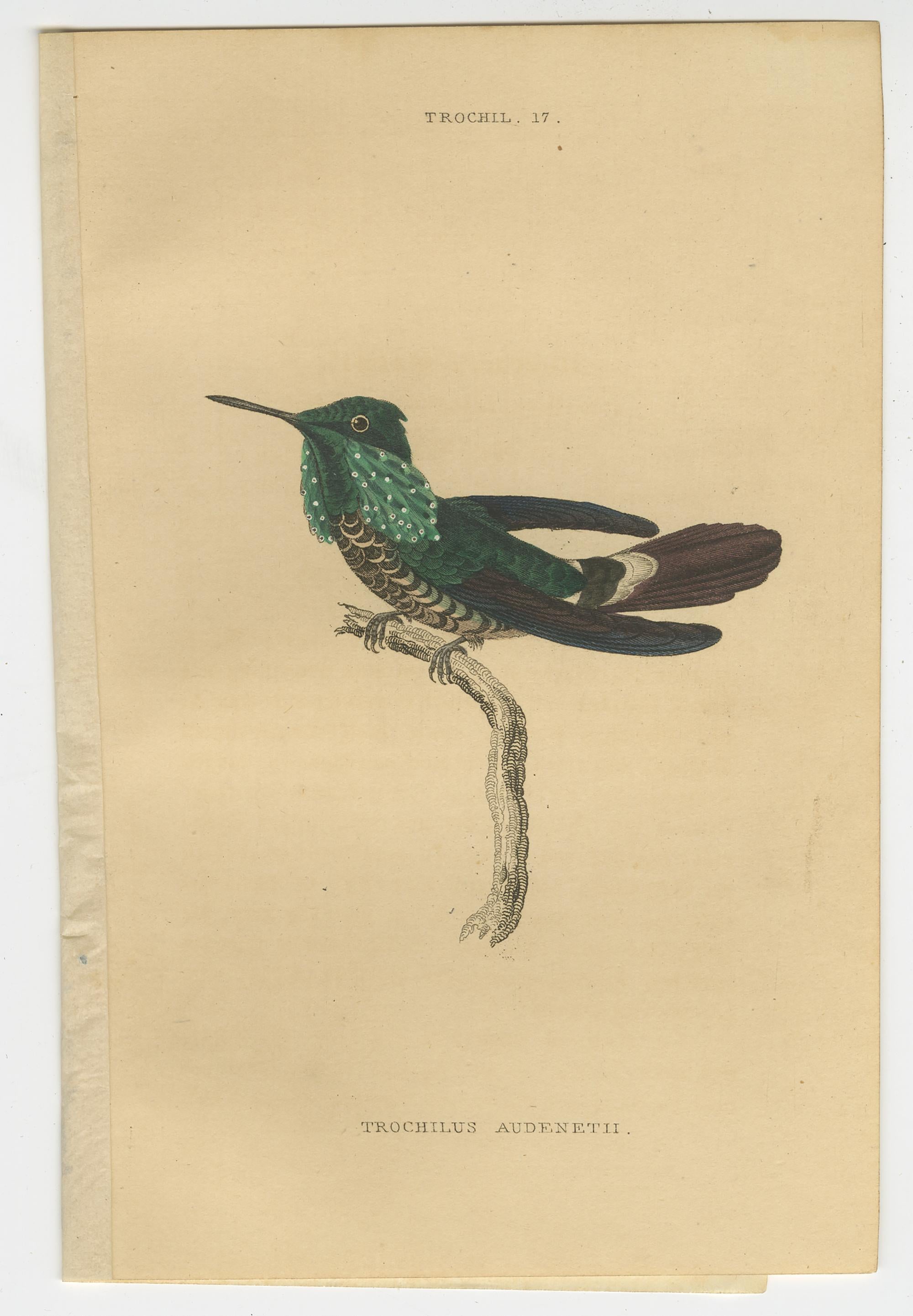 Set of 8 Antique Bird Prints, Violet-Tufted Hummingbird, by Jardine '1837' In Good Condition For Sale In Langweer, NL