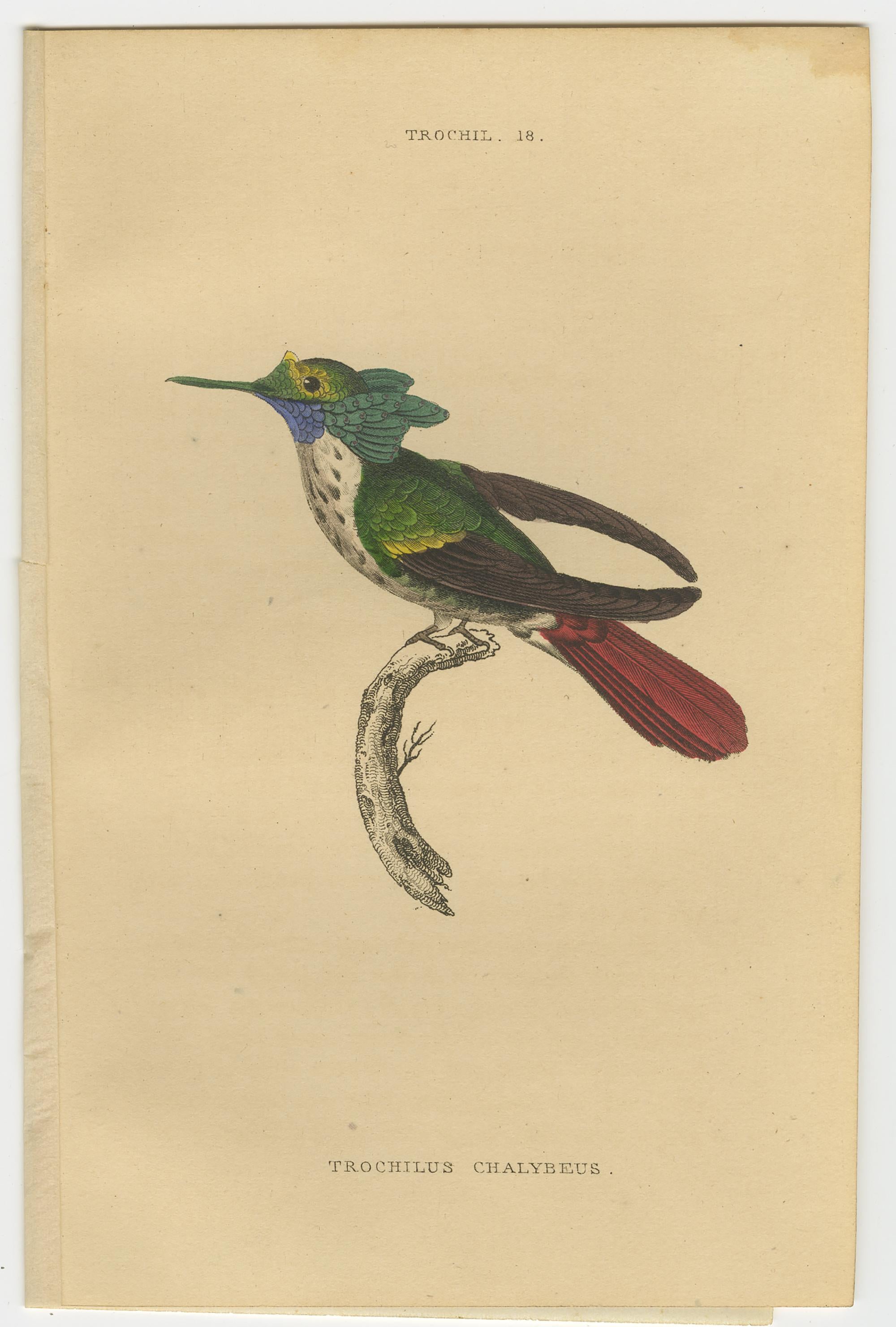 19th Century Set of 8 Antique Bird Prints, Violet-Tufted Hummingbird, by Jardine '1837' For Sale