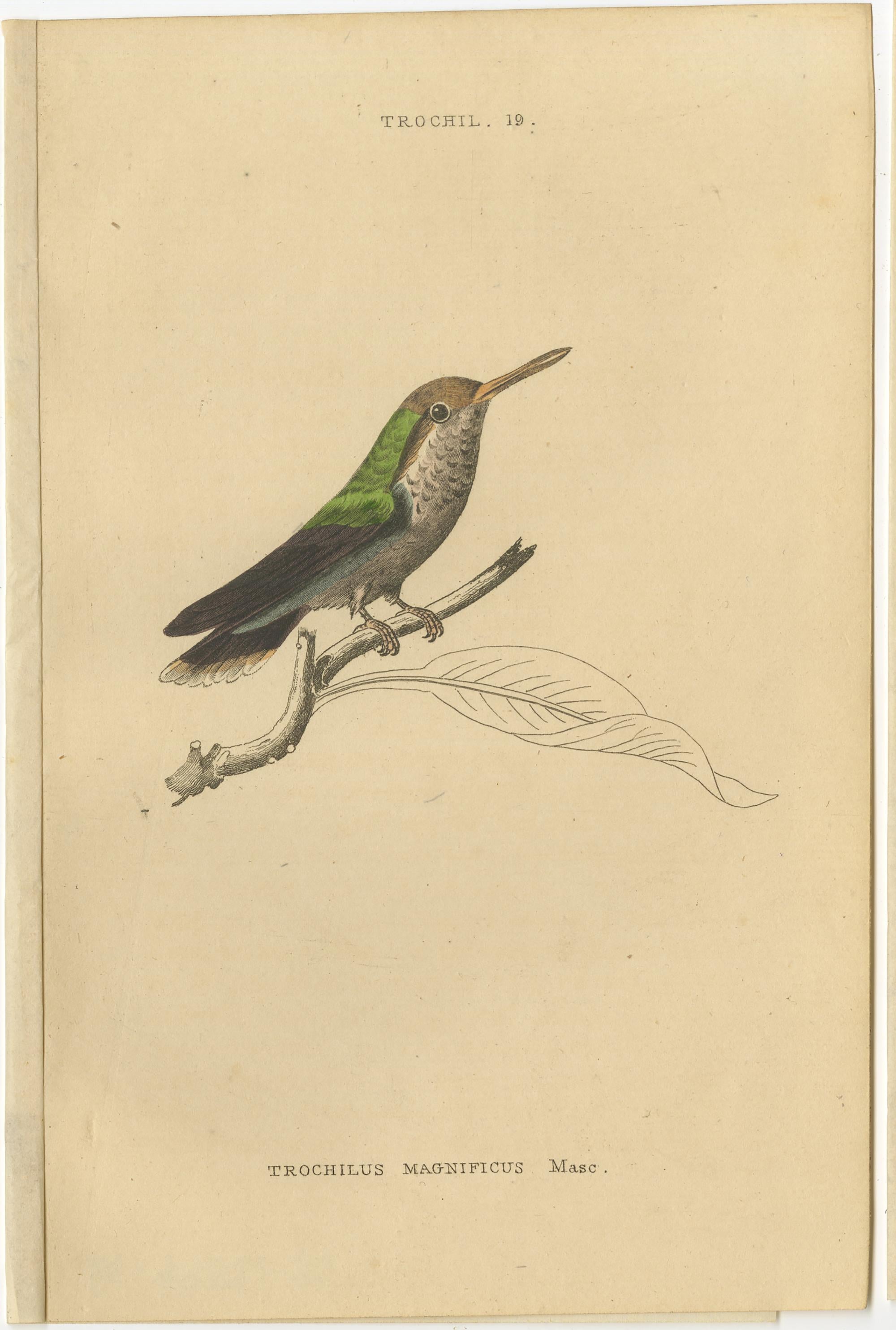Paper Set of 8 Antique Bird Prints, Violet-Tufted Hummingbird, by Jardine '1837' For Sale
